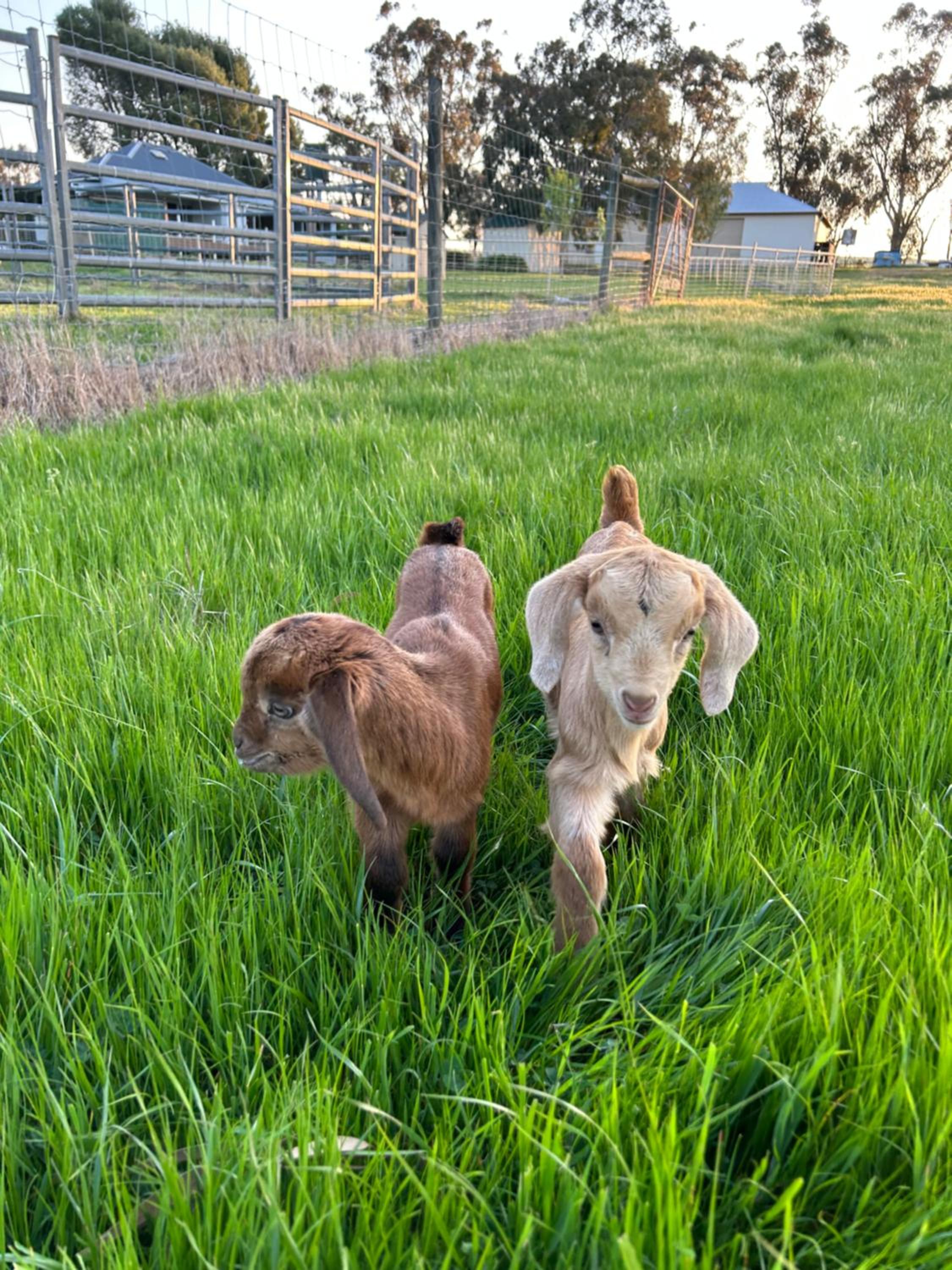 Linden Cottage Farm Stay