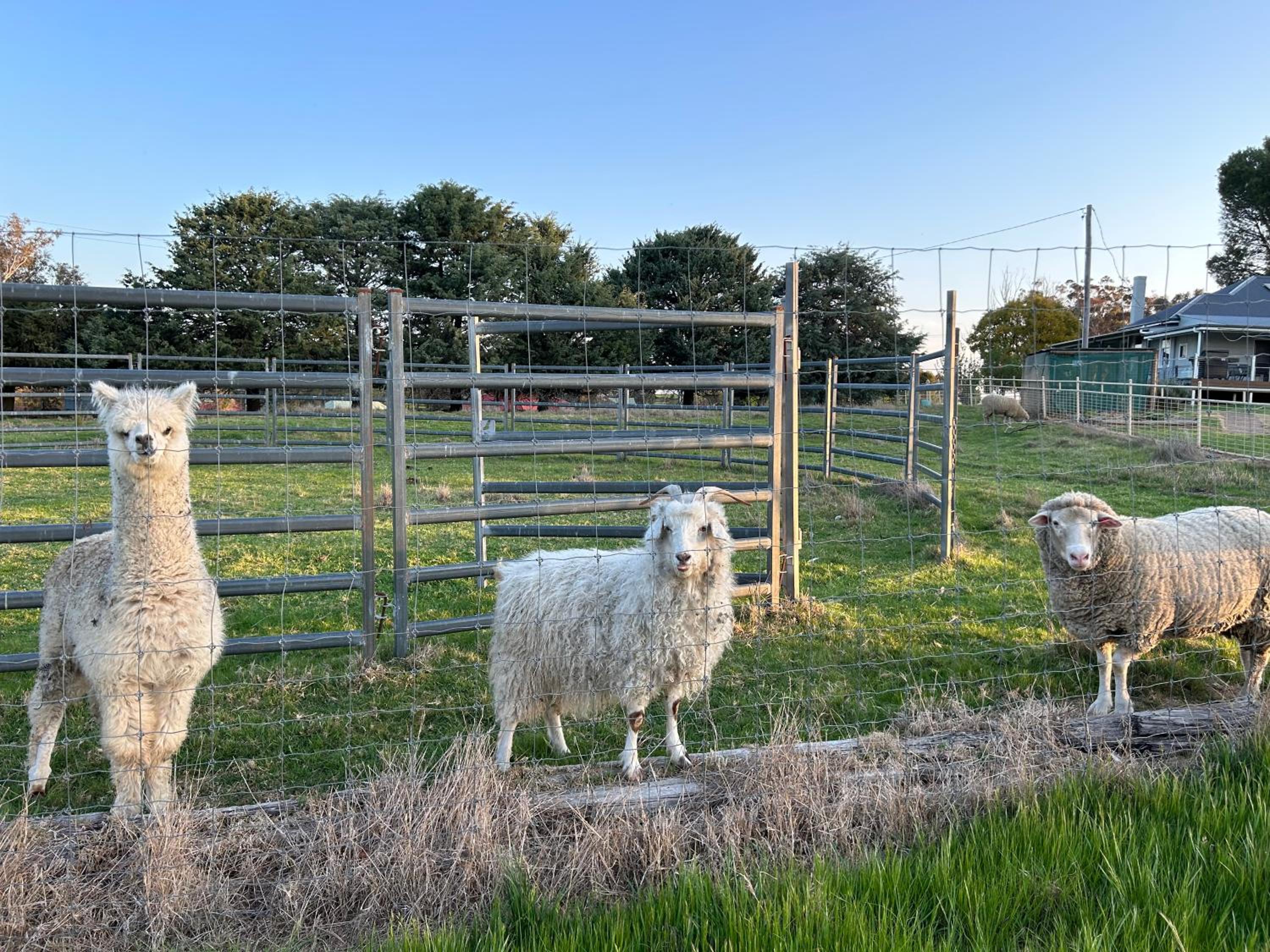 Linden Cottage Farm Stay