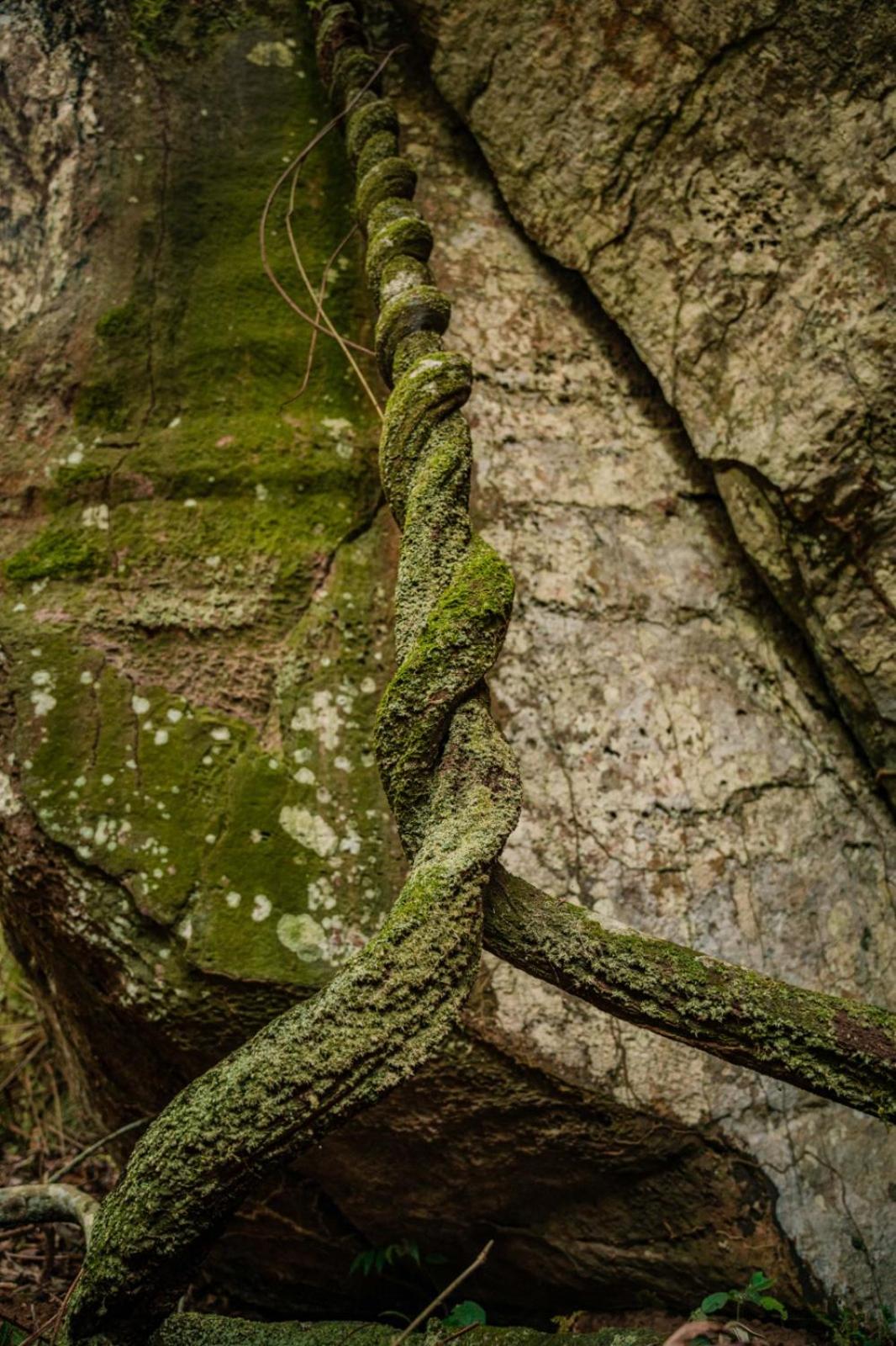 MIRADOR NARIGUA