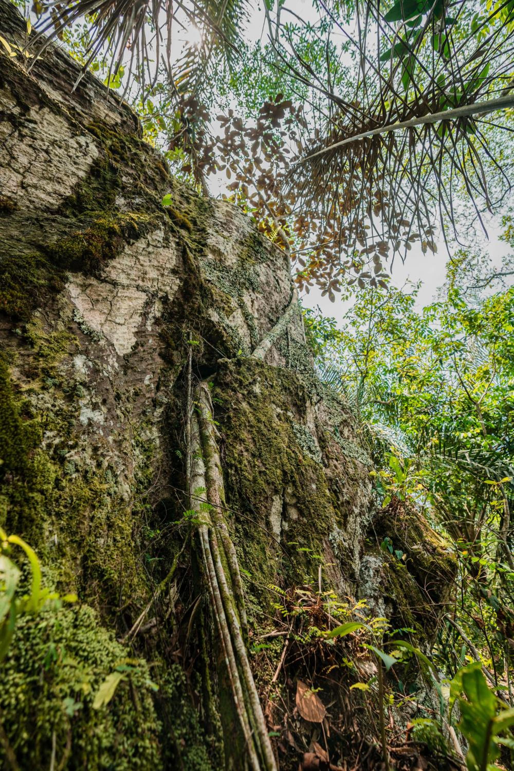 MIRADOR NARIGUA
