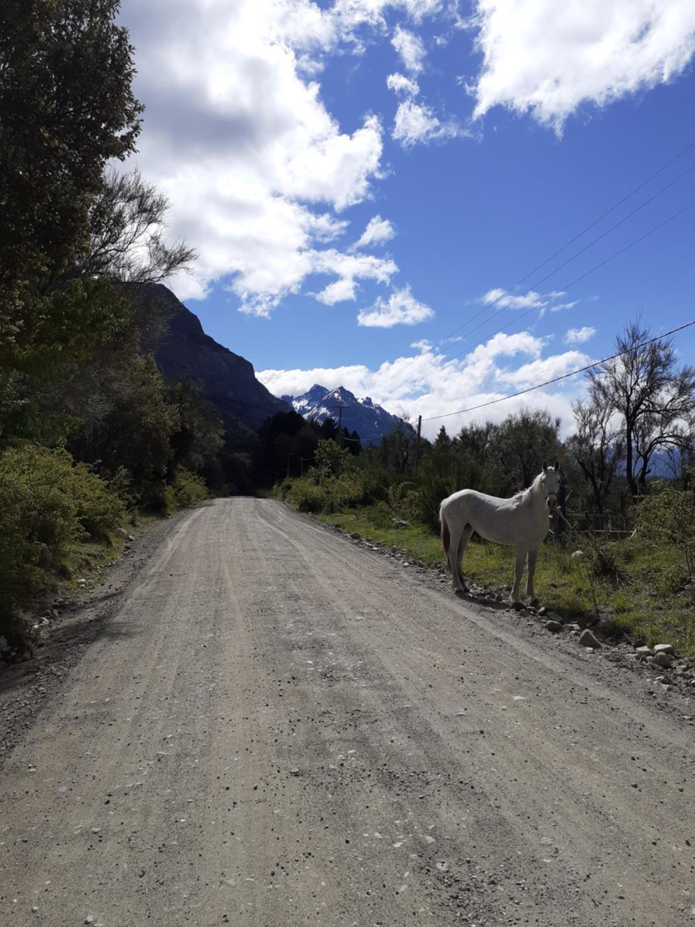 Amancay entre Lagos & Bosques