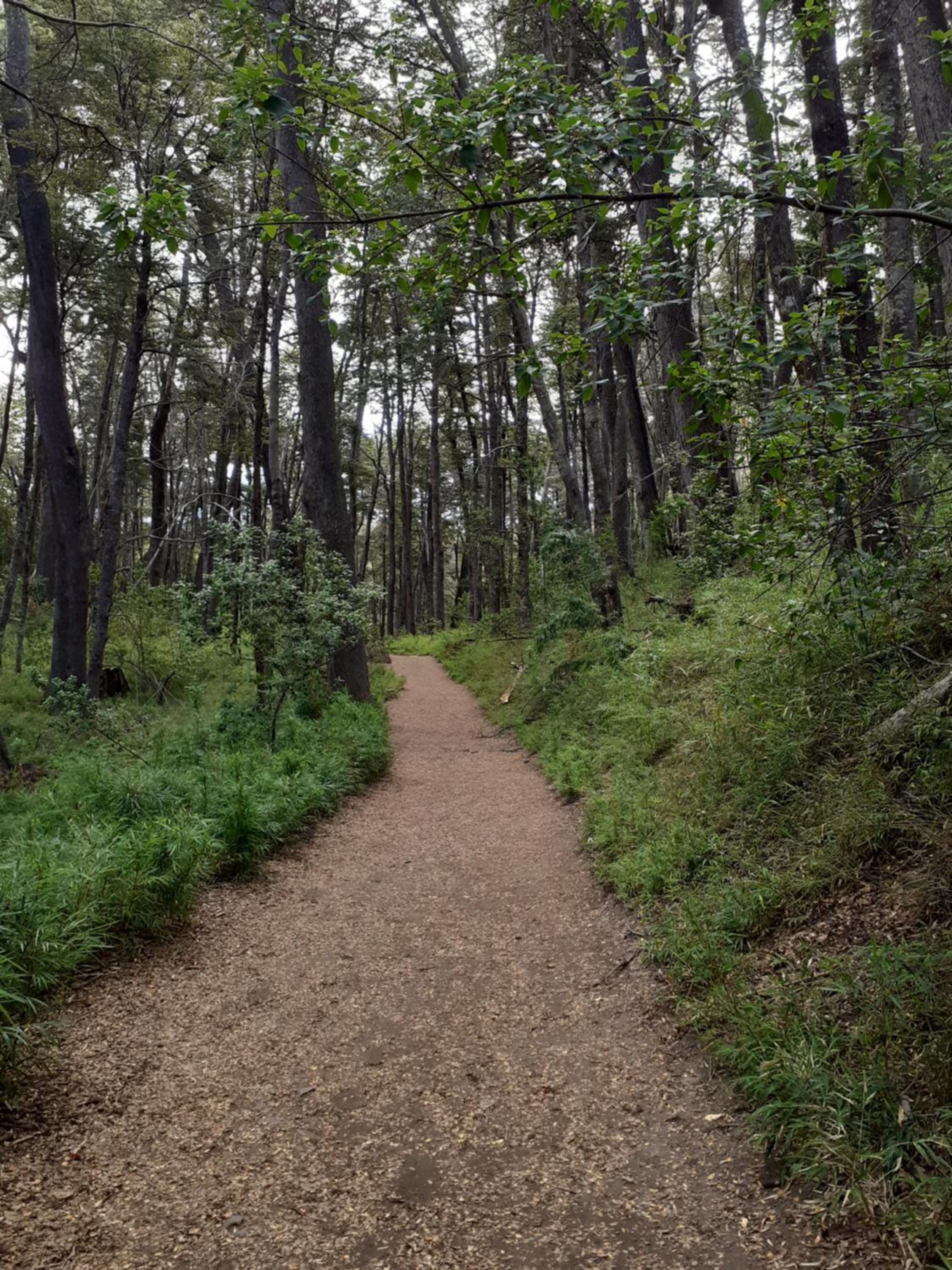 Amancay entre Lagos & Bosques