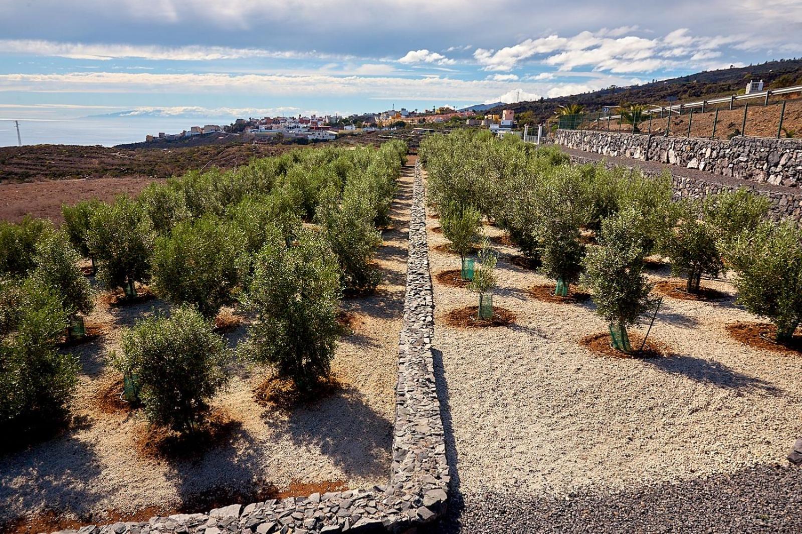 Finca el Vinche view 3