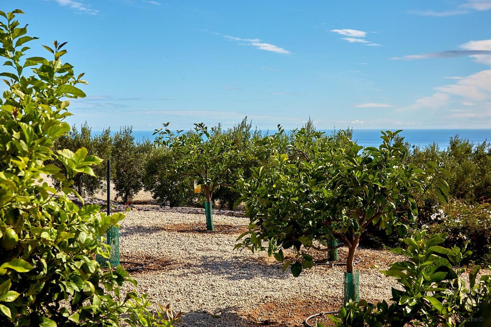 Finca el Vinche view 4