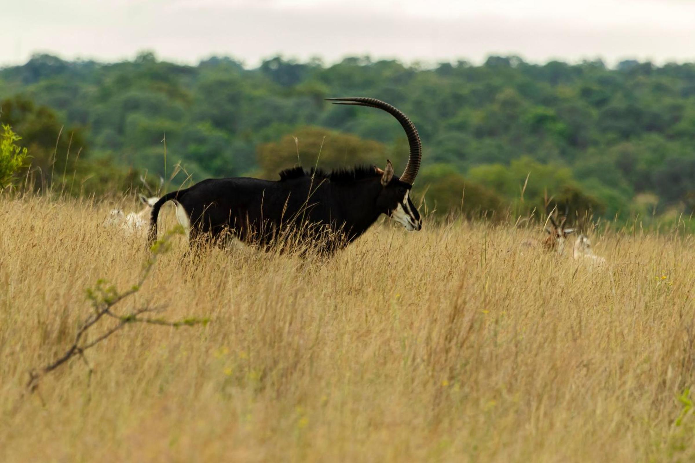 Natshana Private Game Reserve