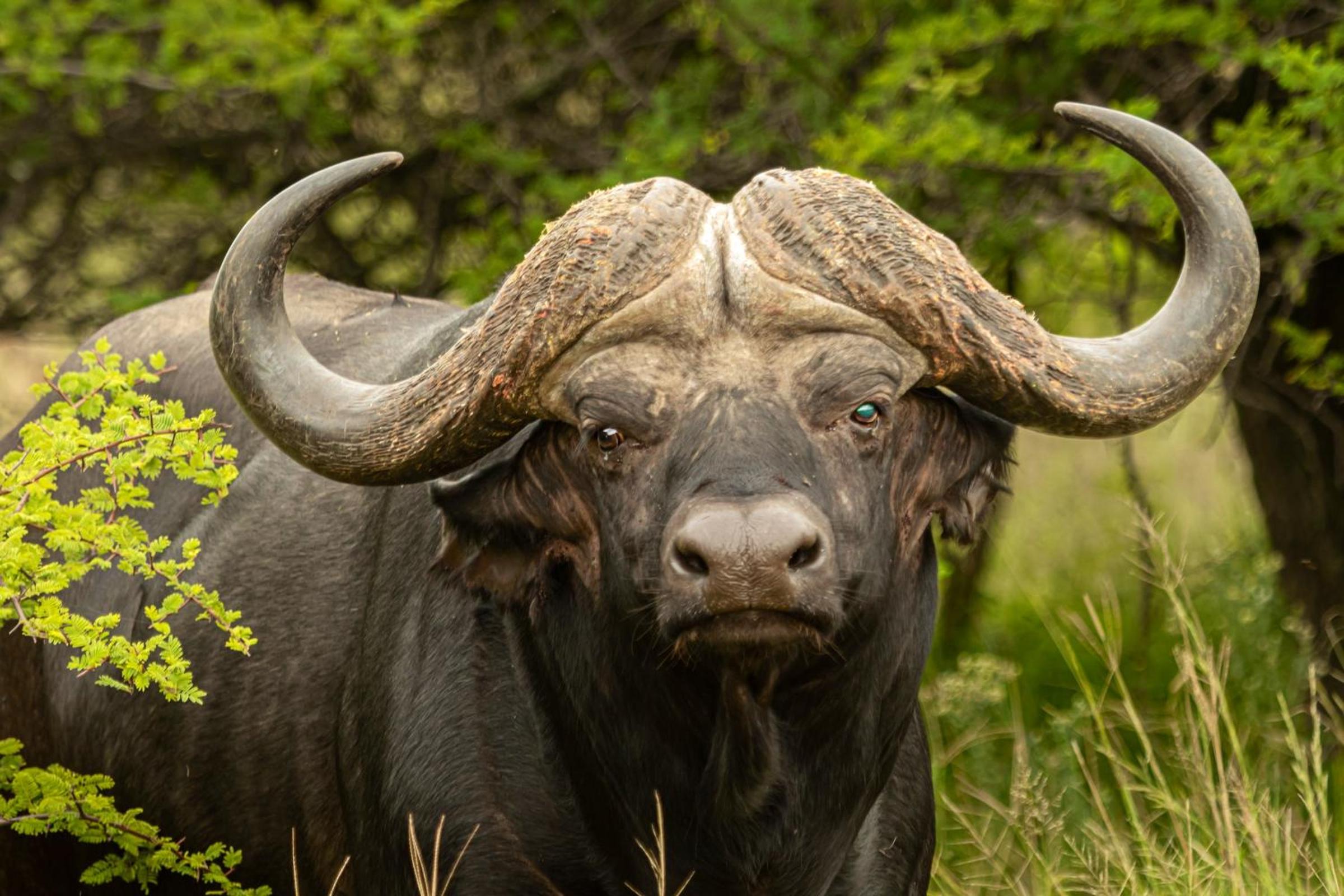 Natshana Private Game Reserve
