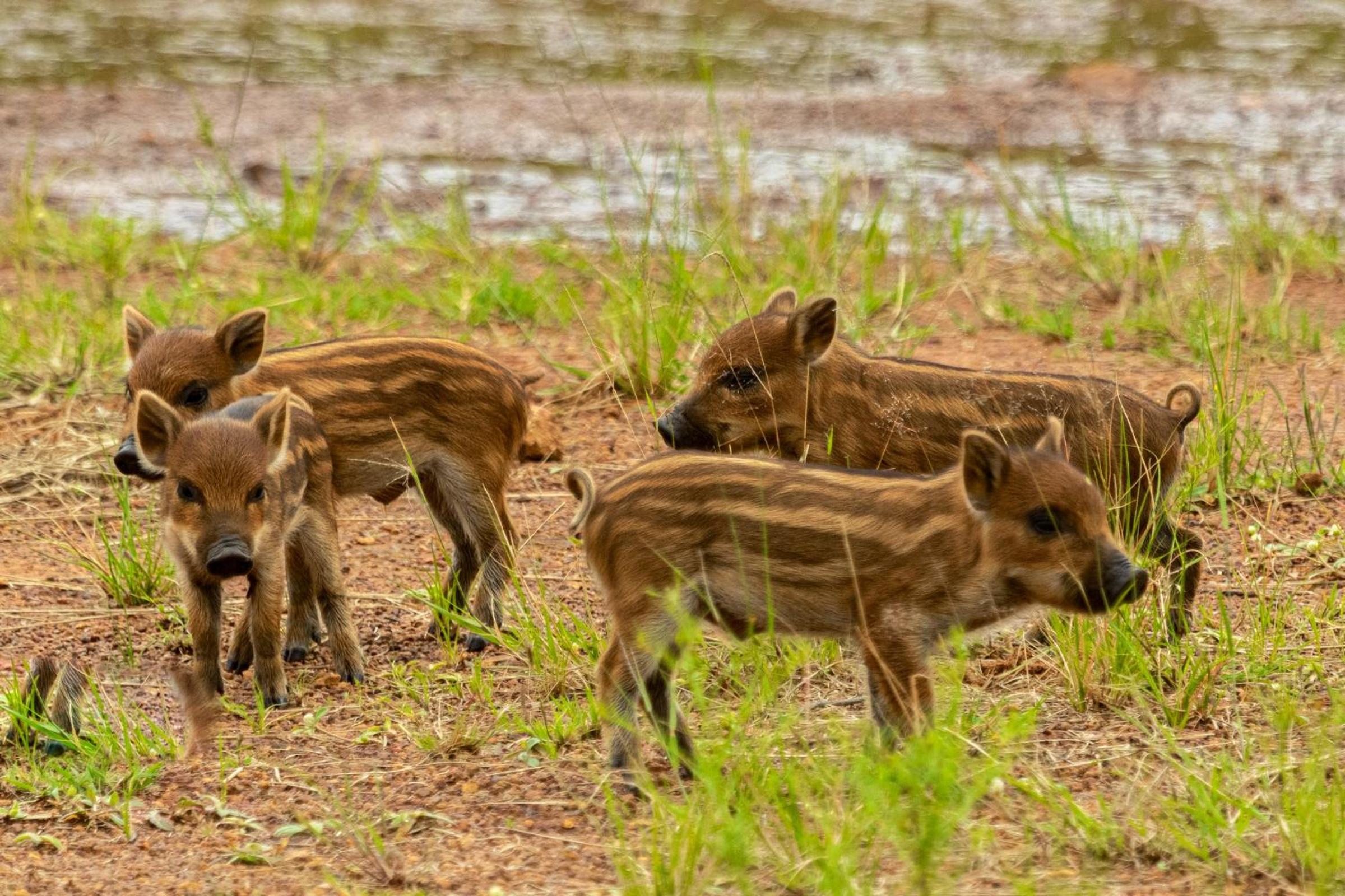 Natshana Private Game Reserve
