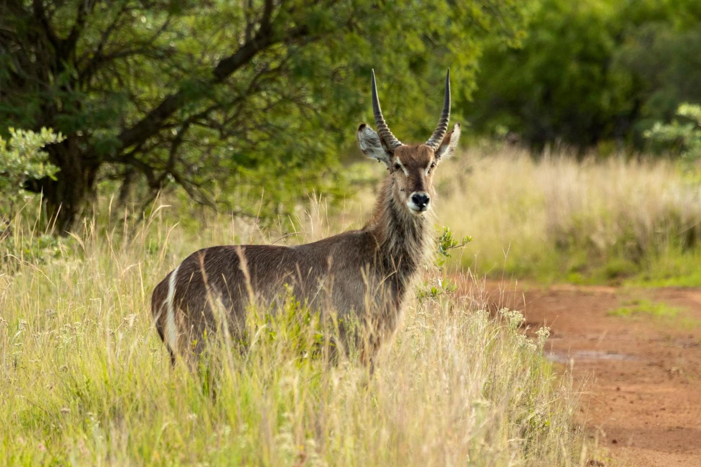 Natshana Private Game Reserve