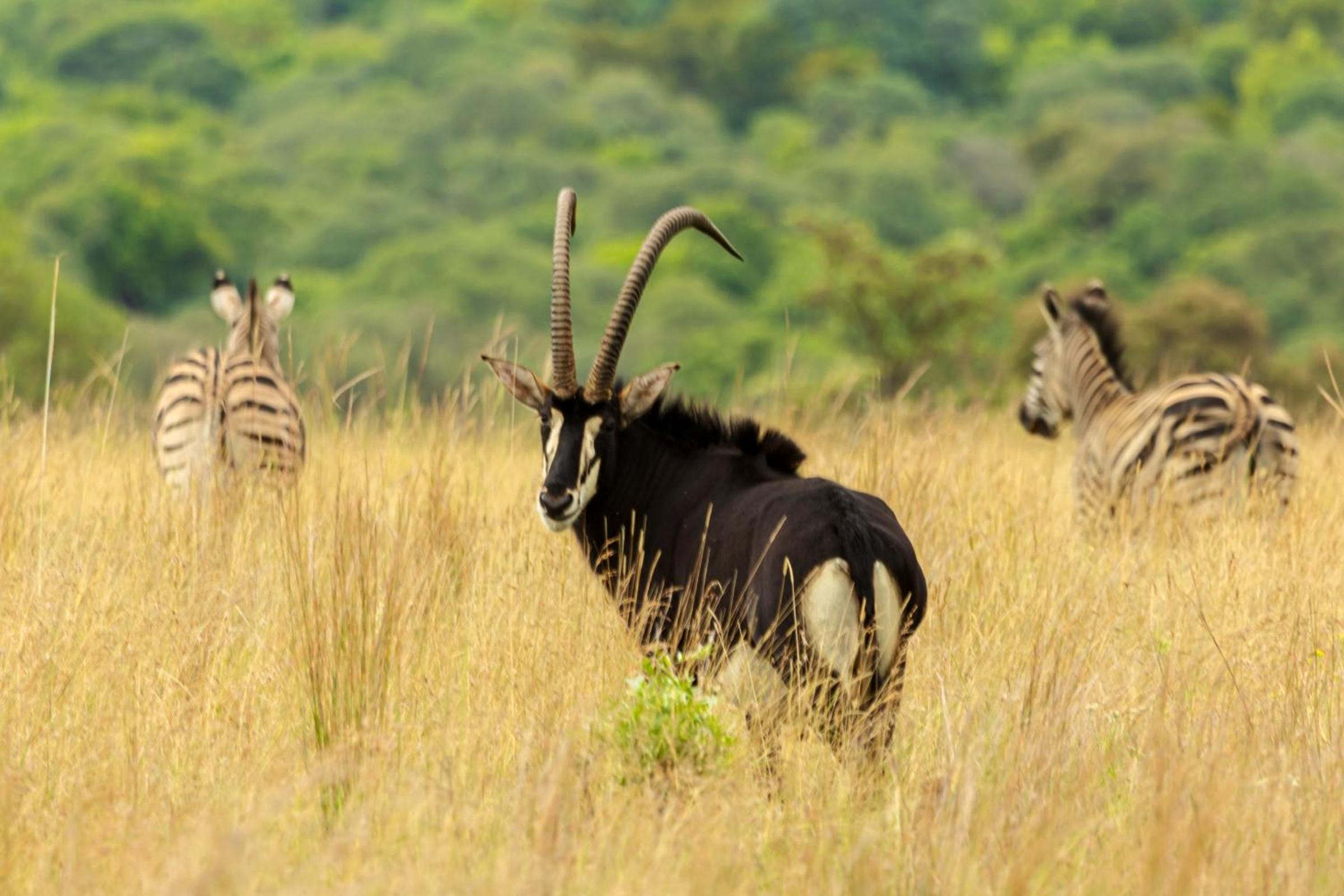 Natshana Private Game Reserve