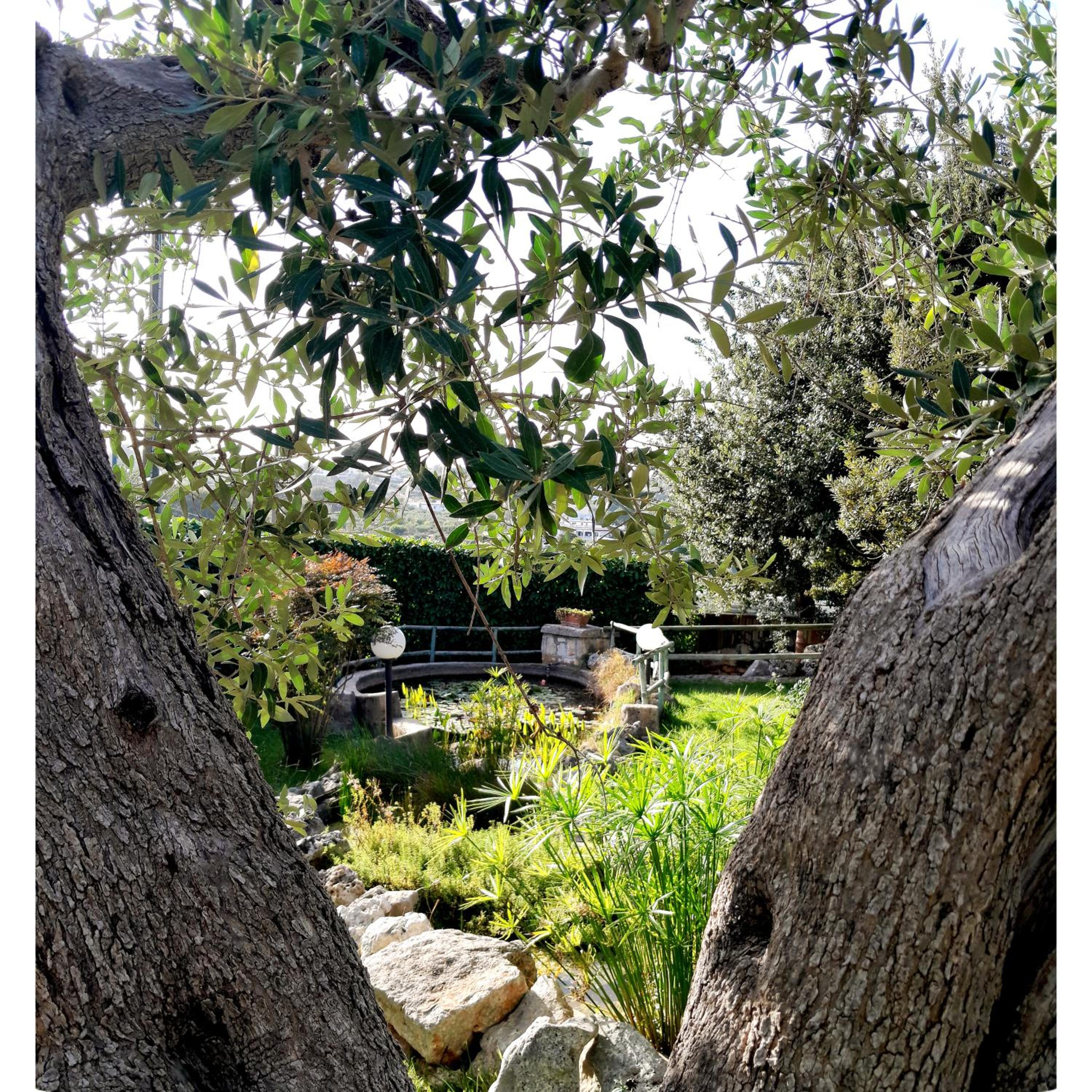 B&B La Rosa dei Trulli Alberobello