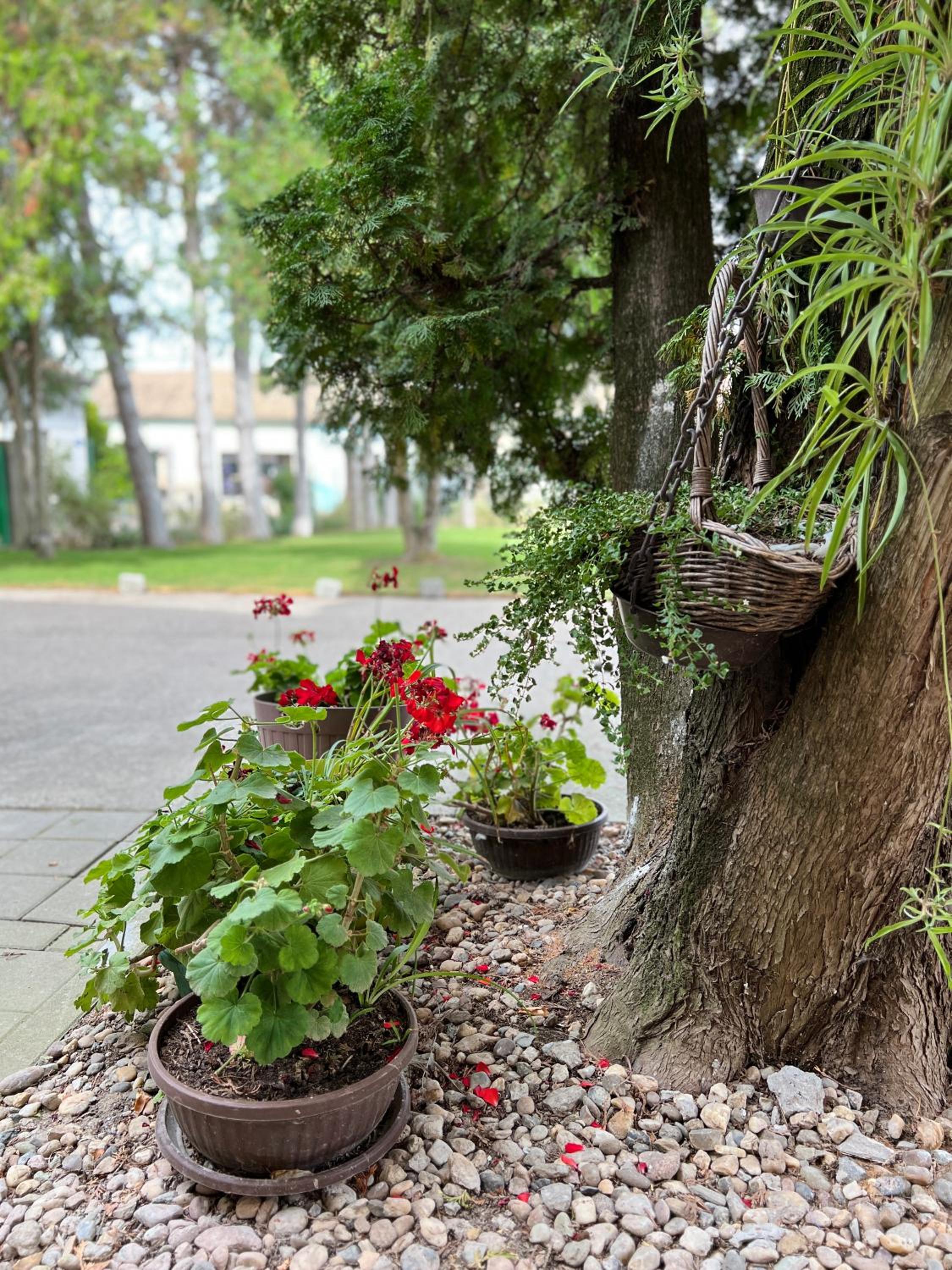 Bezdan Guesthouse