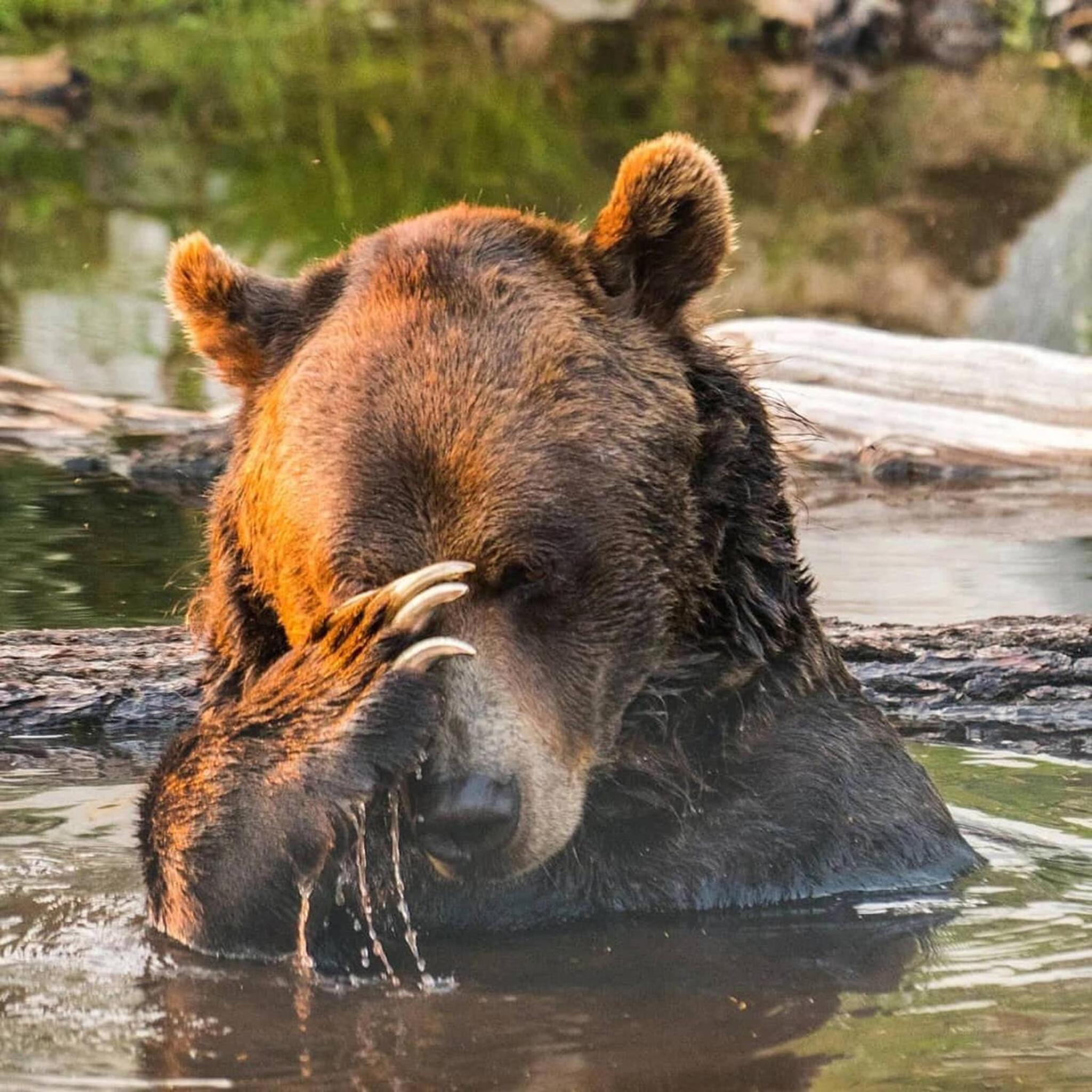 Mountain view walk to all in Canmore Canada