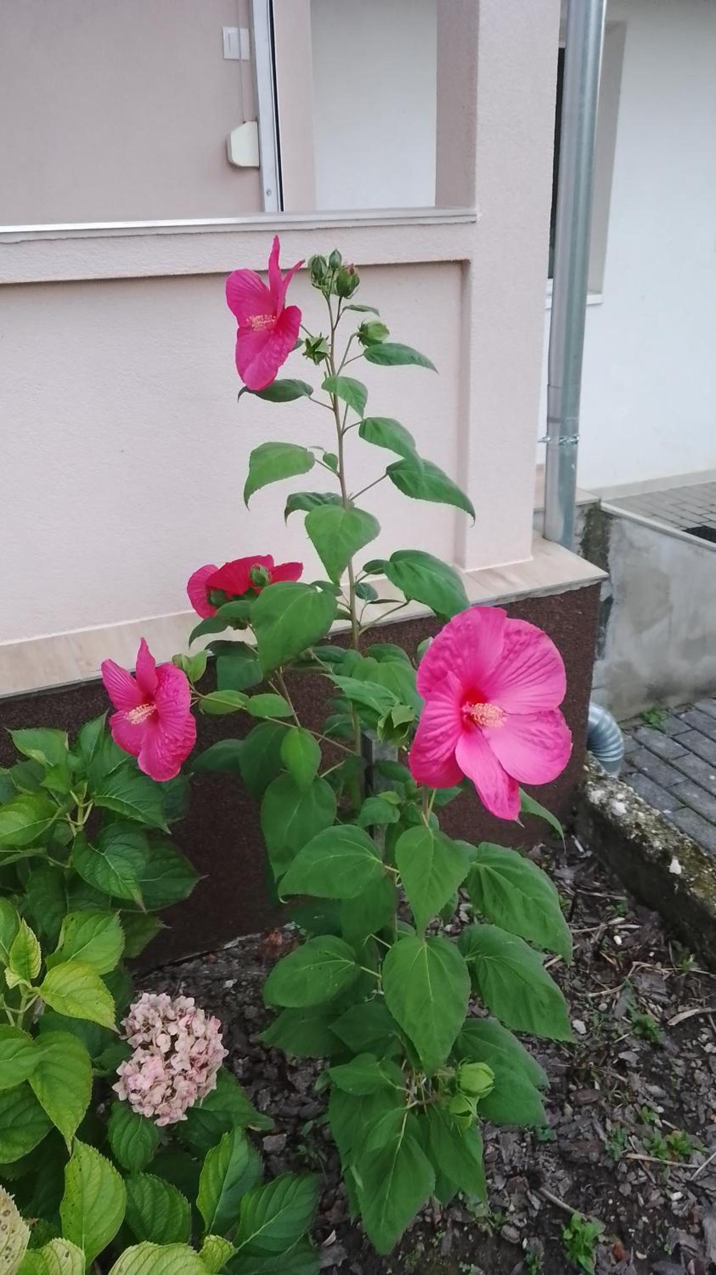 Almafás Jakuzzis Apartmanház Őrség