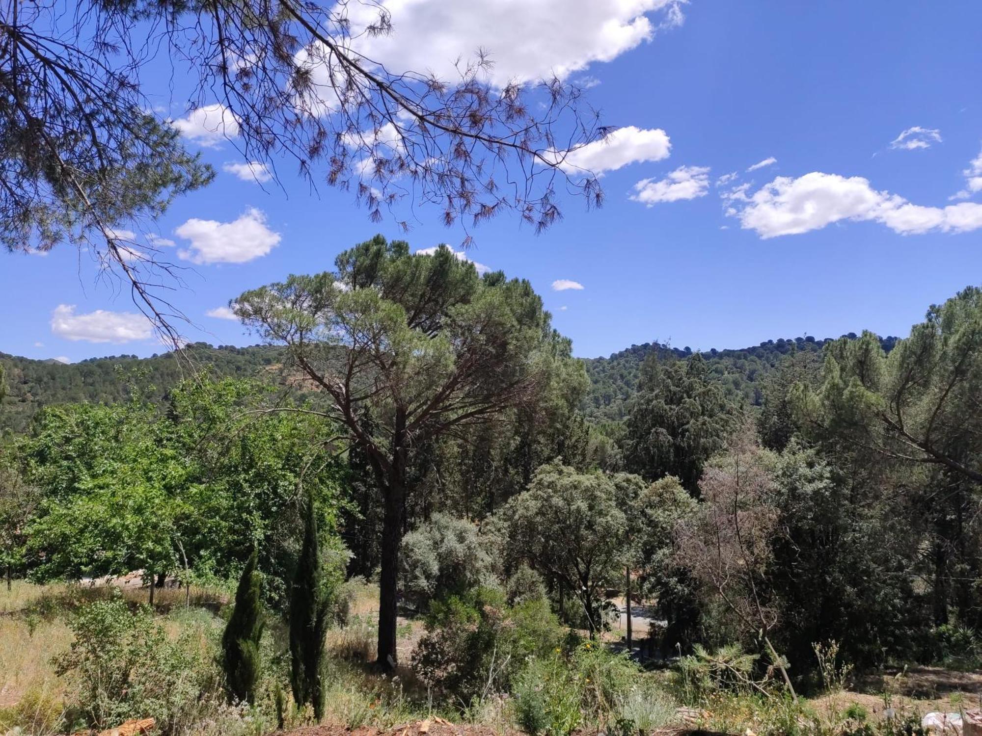 Bonita casa blanca en el bosque. view 5