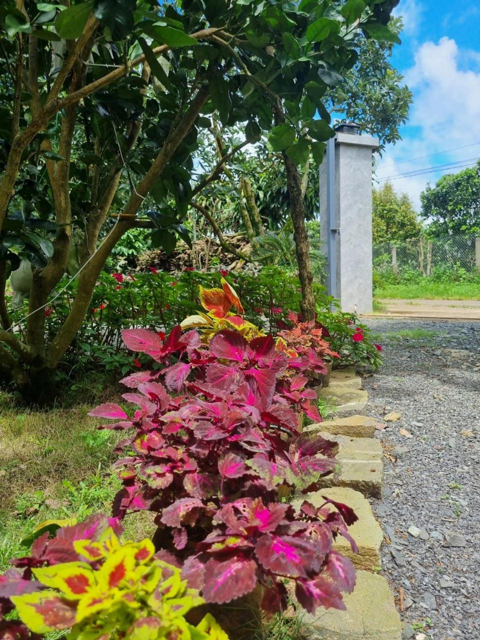 Homestay Vườn Trái Cây Nhiệt Đới VÔ ƯU GARDEN view 3