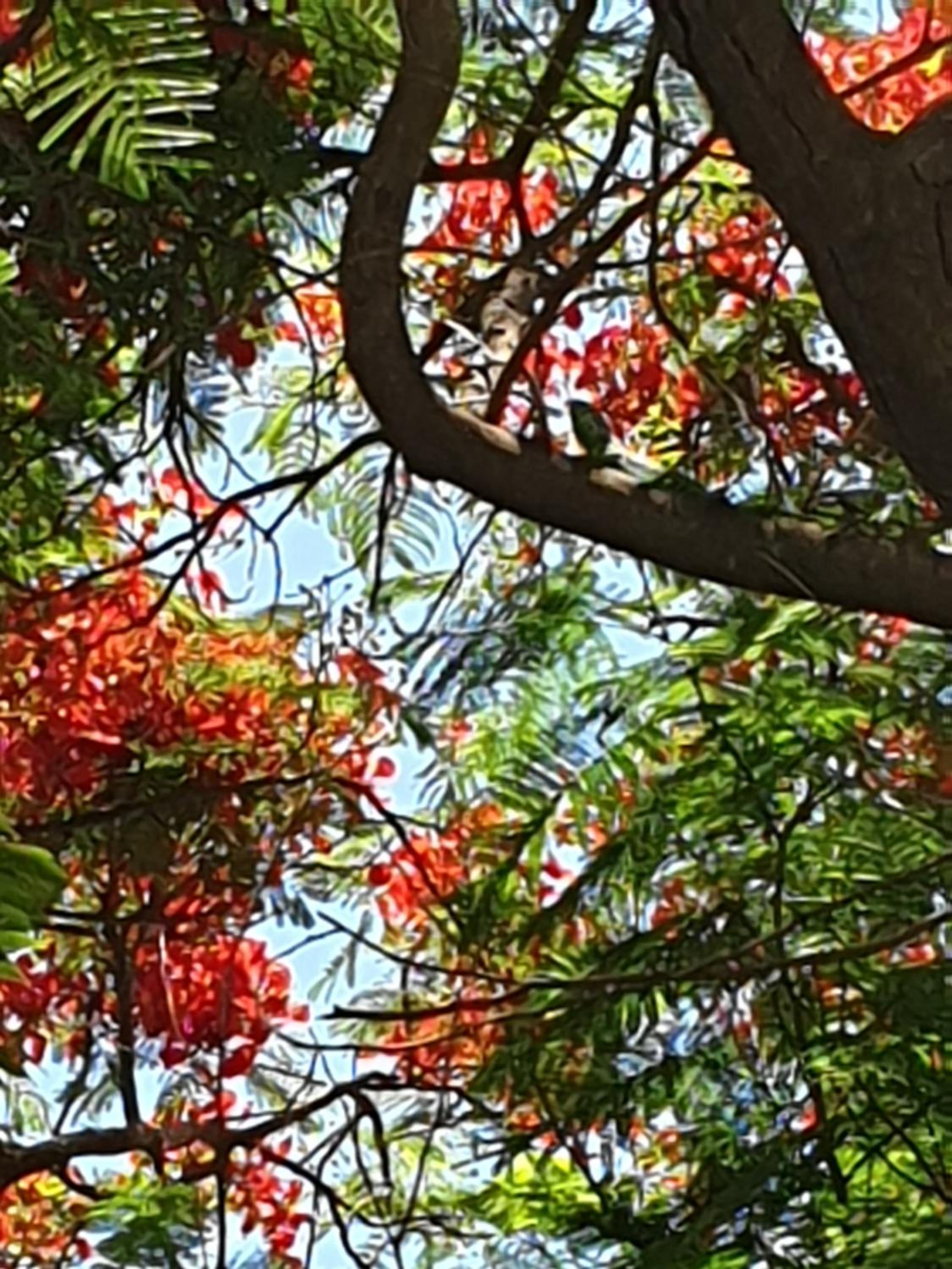 Photo 45