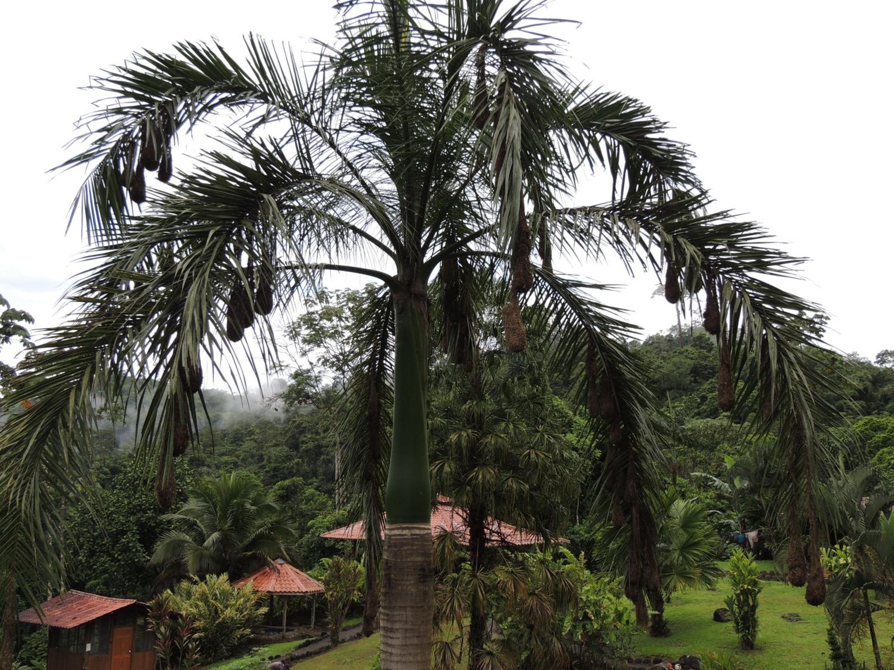 Pacuare River Lodge