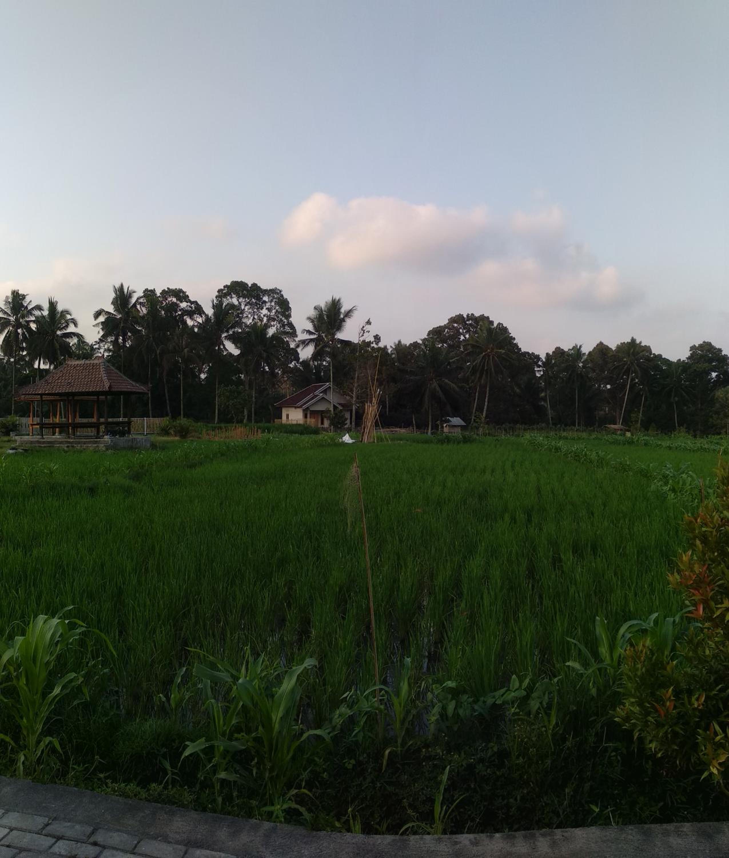 D'Liwatan Bungalow view 5