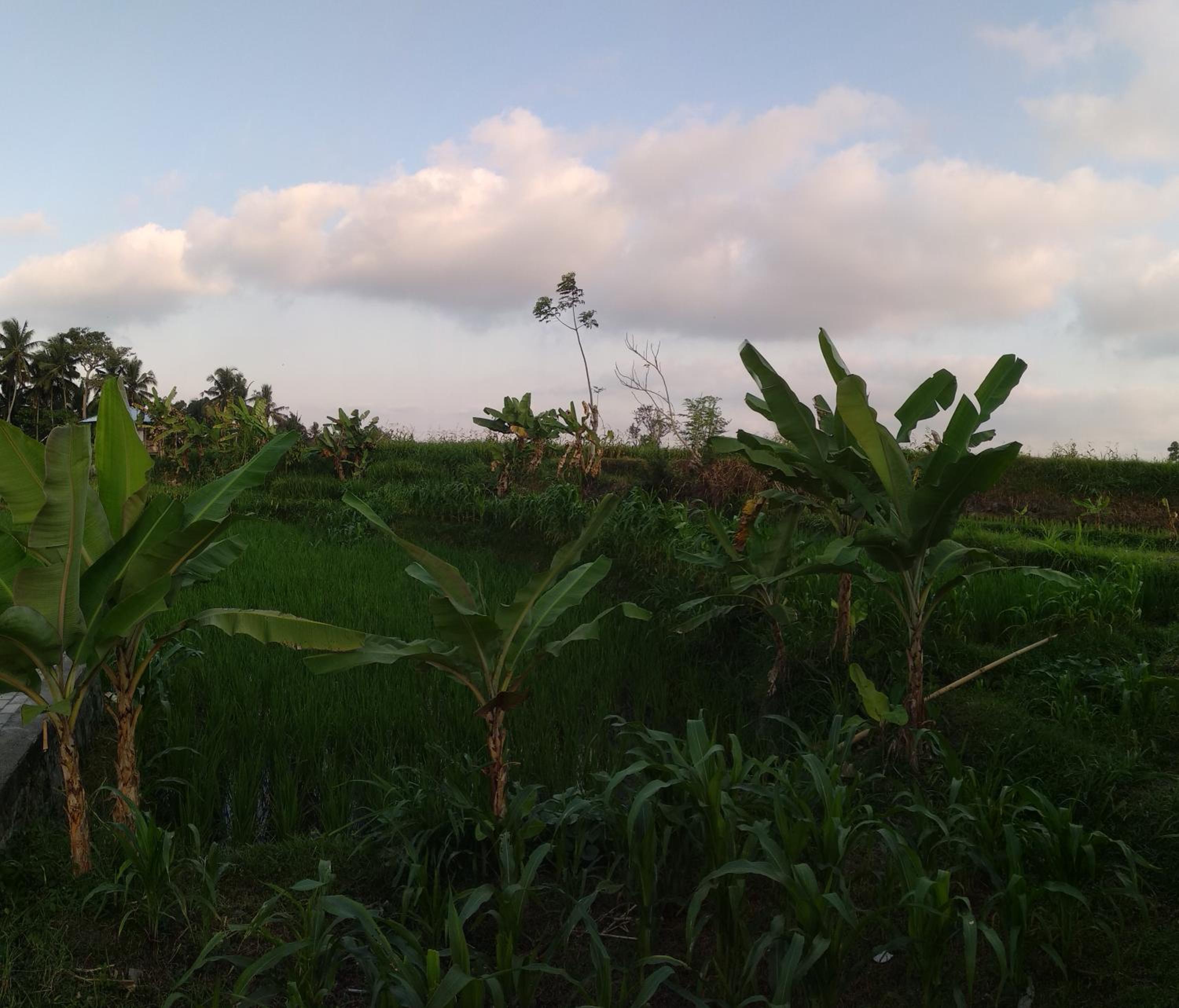 D'Liwatan Bungalow view 4