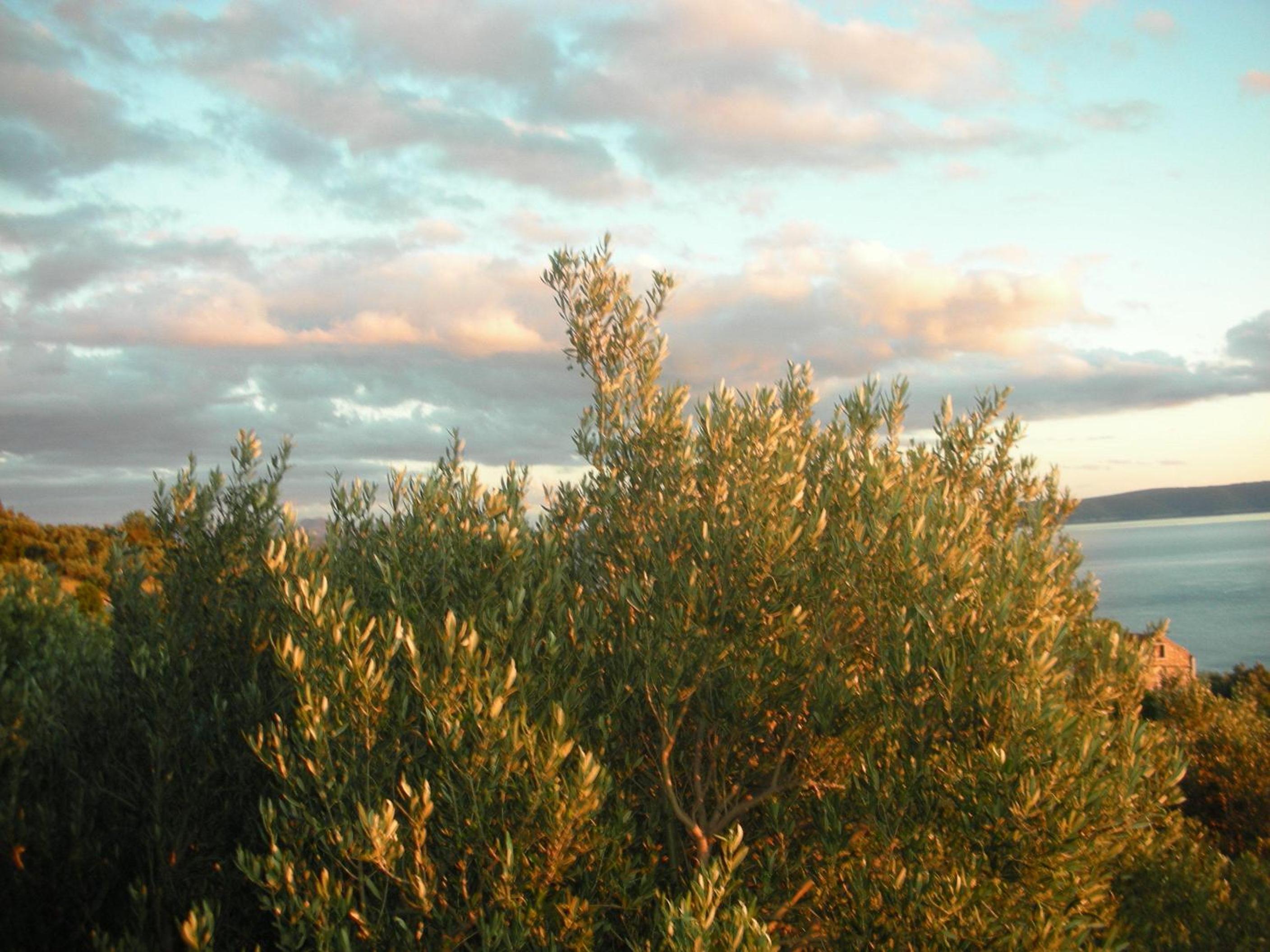 Photo 30