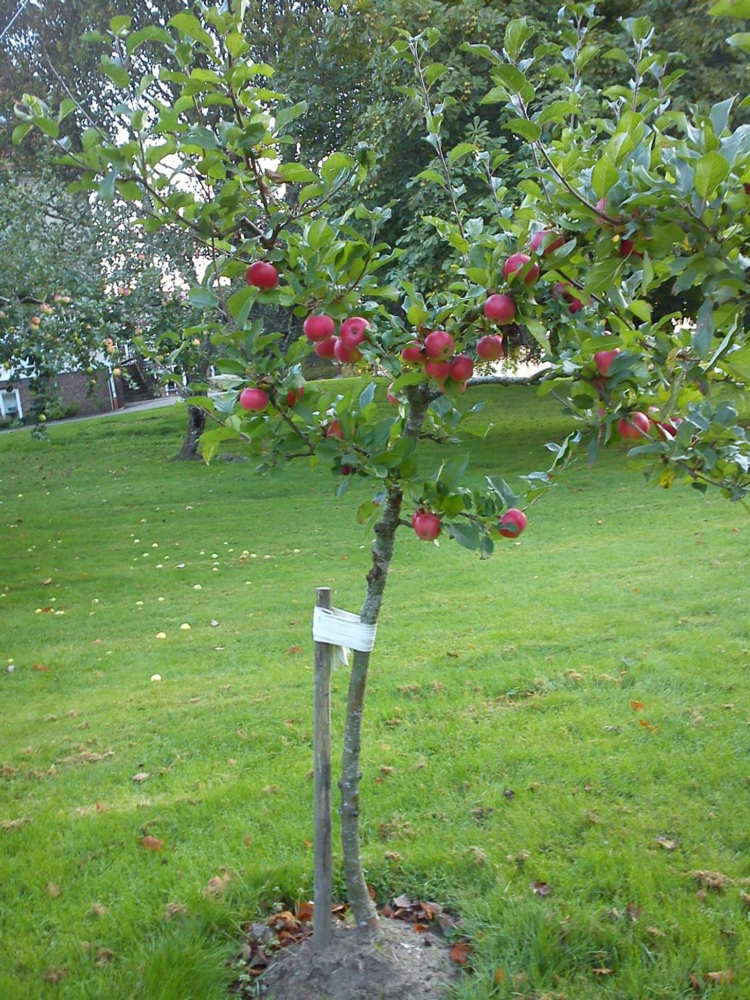 Photo 17