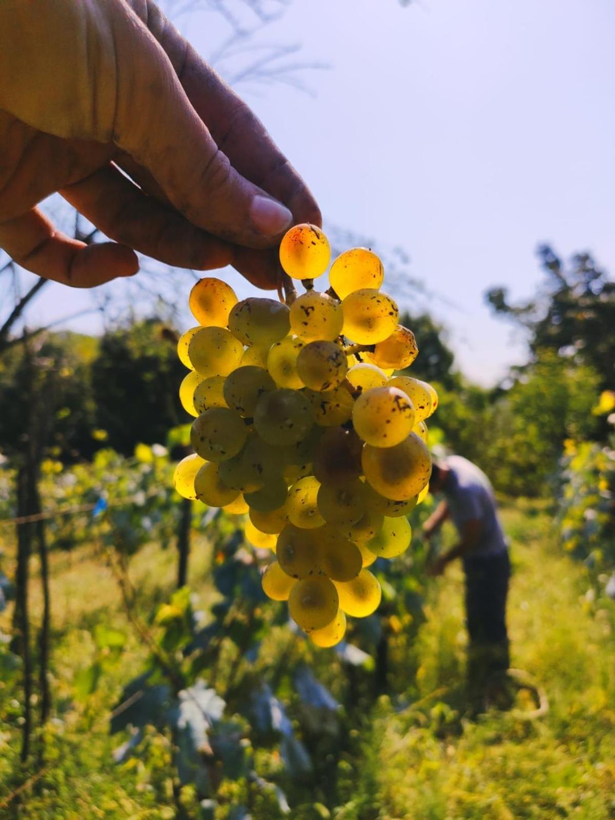 Zemarani Winery