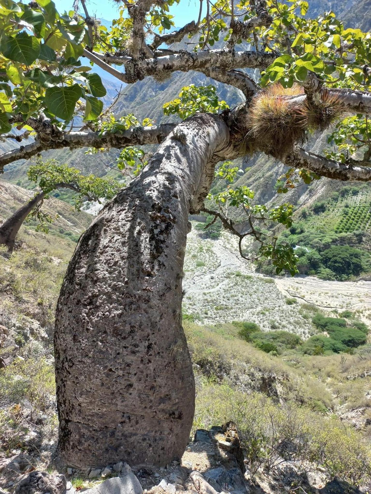 Montañita del Río