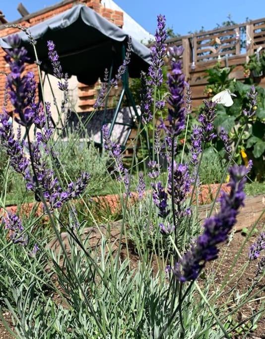 A house on a lavender farm