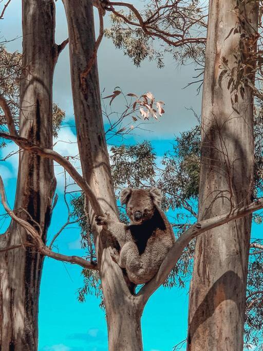 Parvatii-Perfect Adelaide Escape-15 mins to City & Wineries