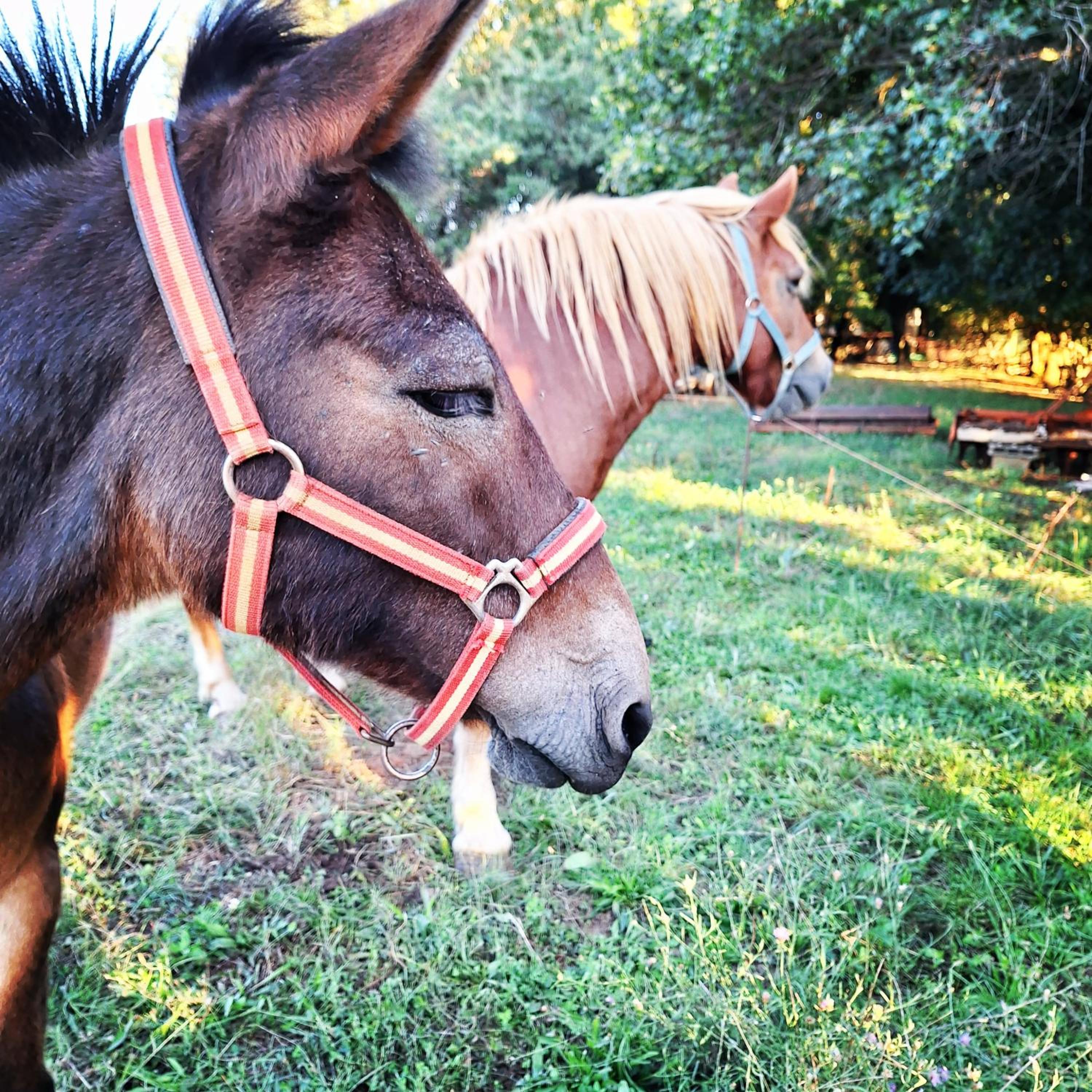 Ranch Radin