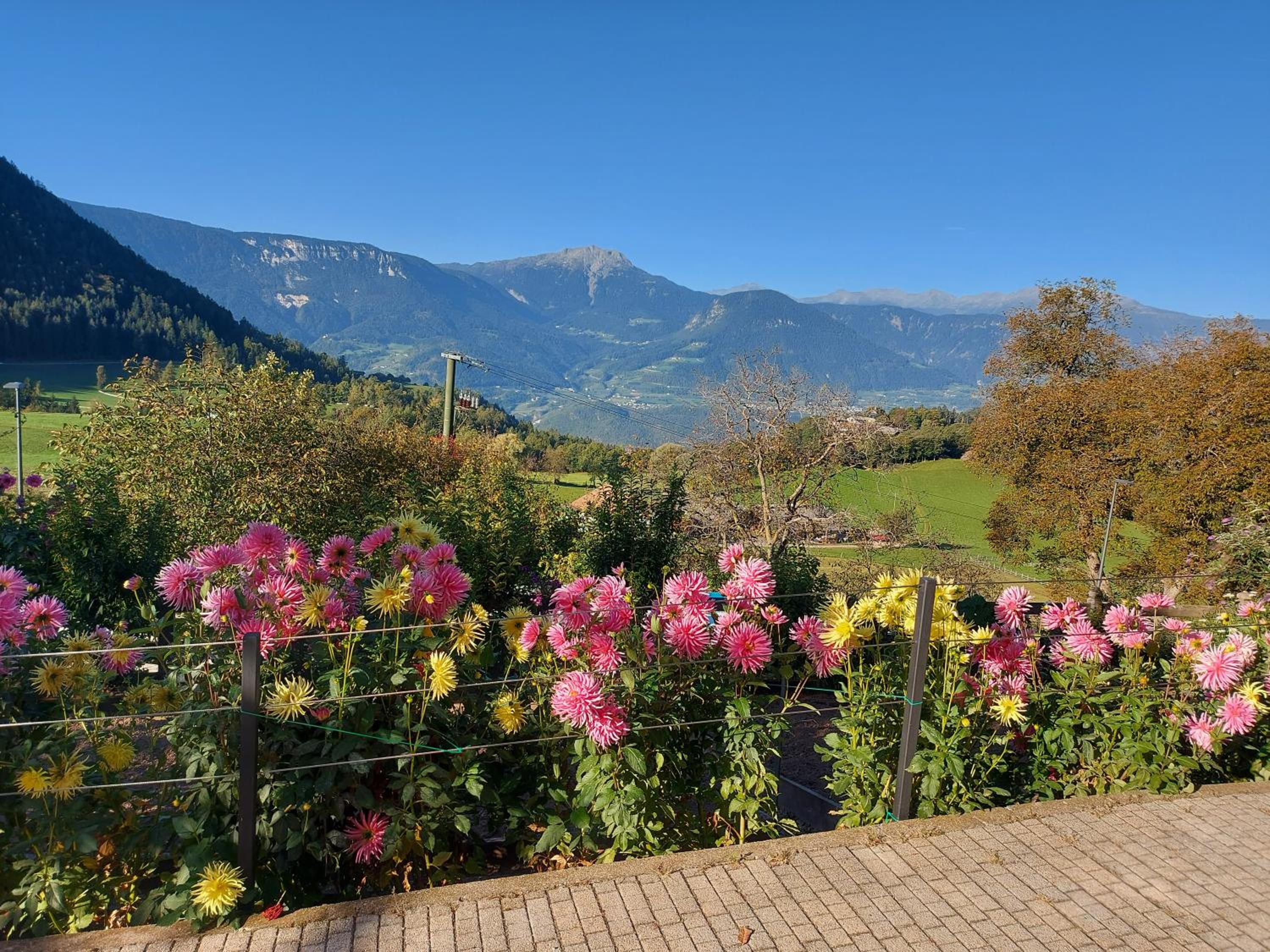 Alpenrose