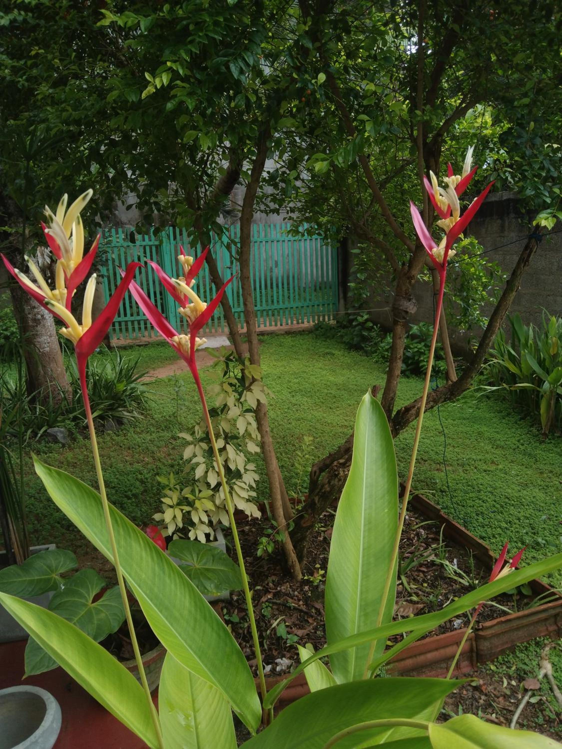 Rithu villa view 4
