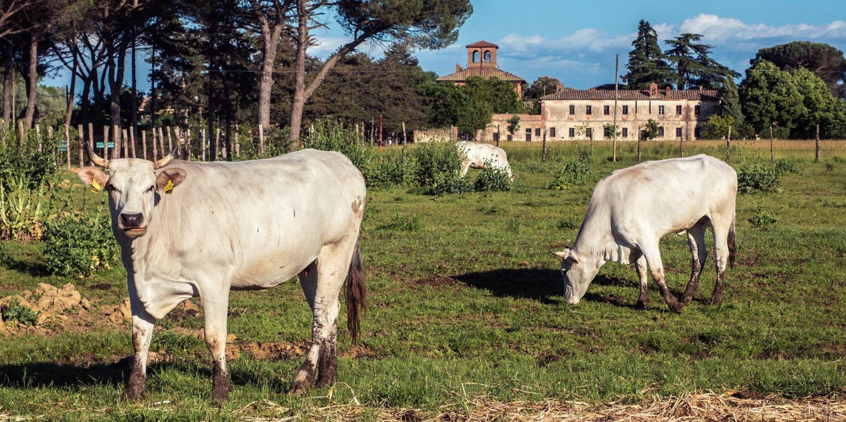 Tenuta La Fratta