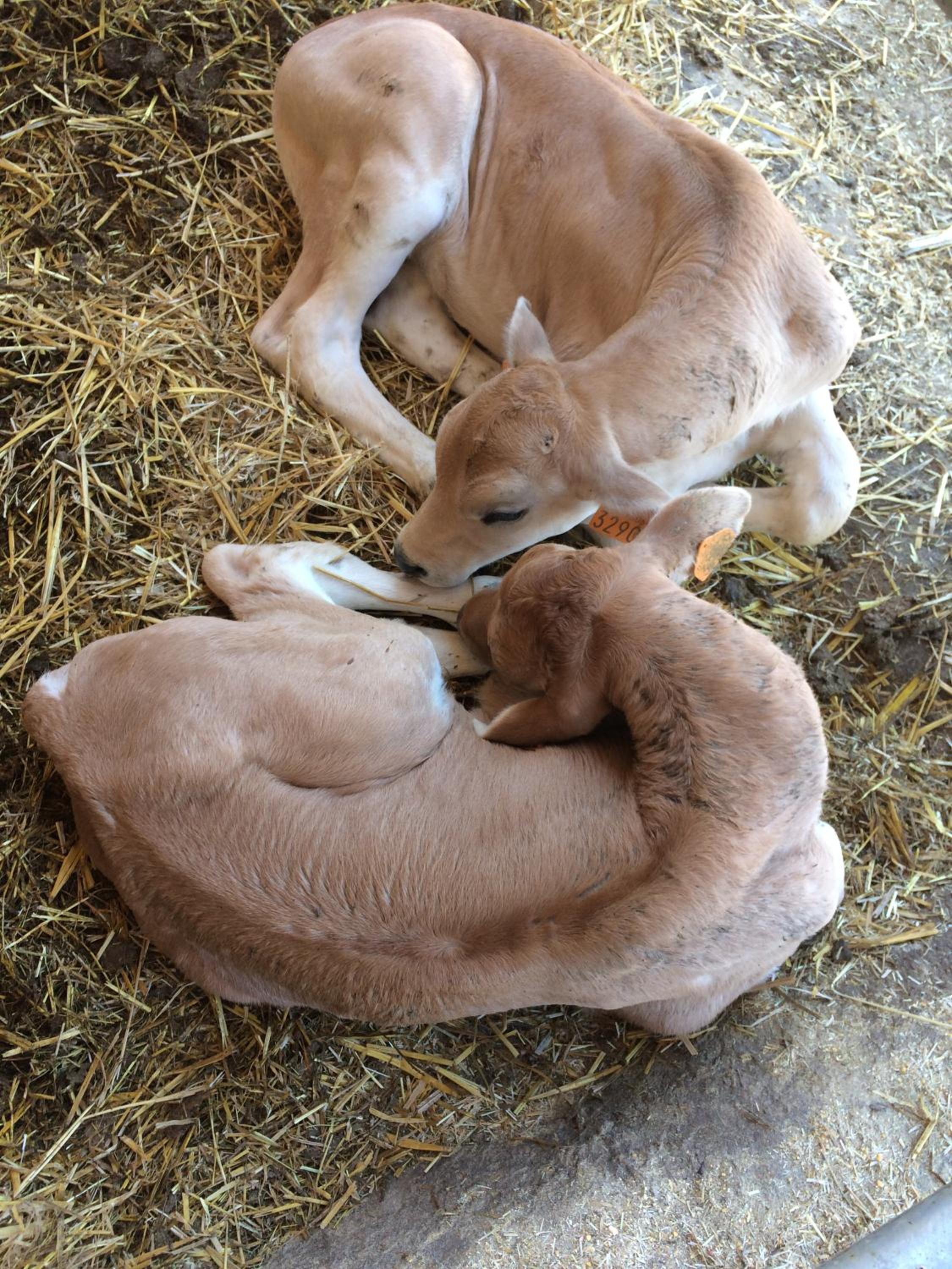 Tenuta La Fratta