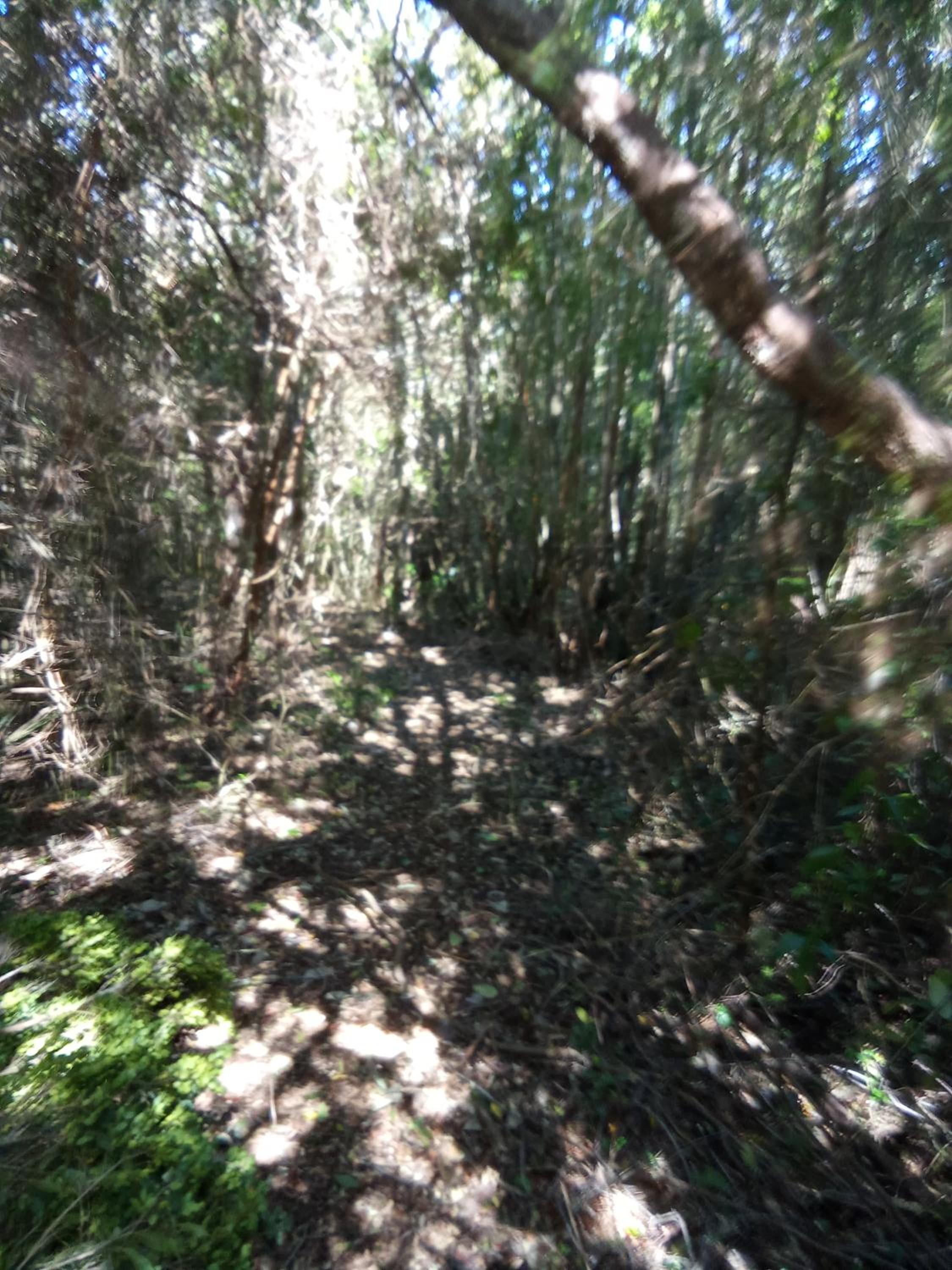 Refugio en Selva Valdiviana