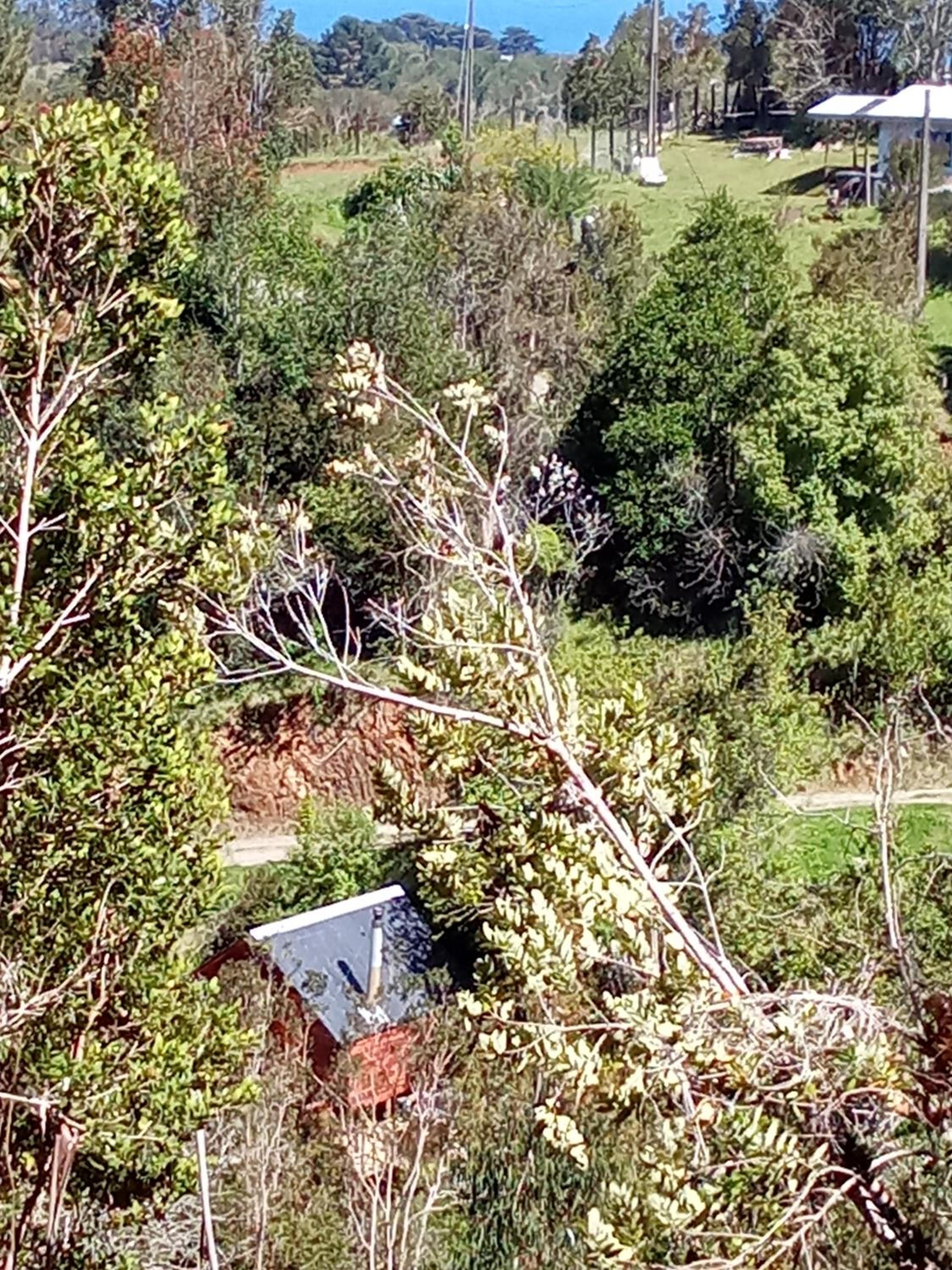 Refugio en Selva Valdiviana