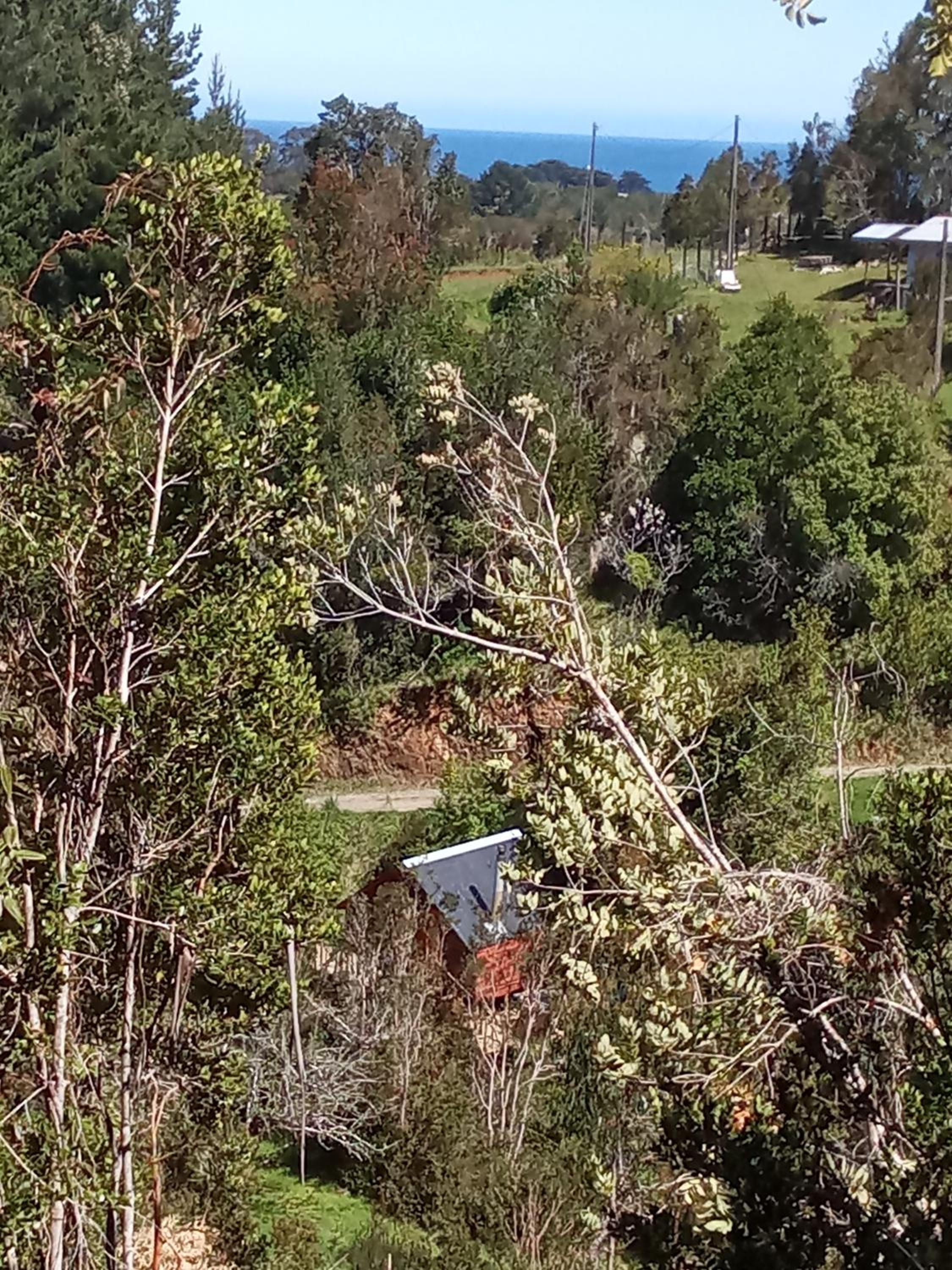 Refugio en Selva Valdiviana