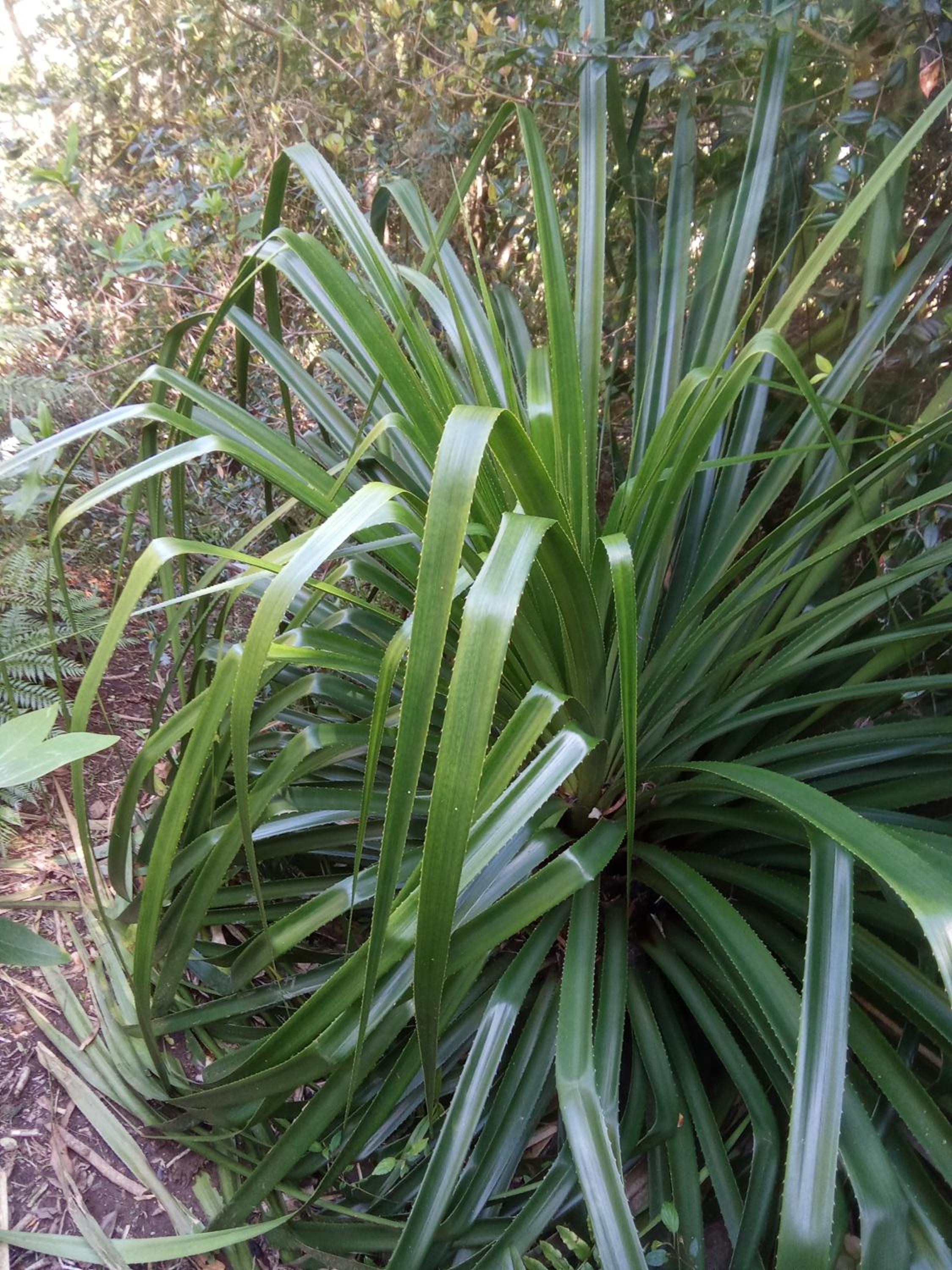 Refugio en Selva Valdiviana