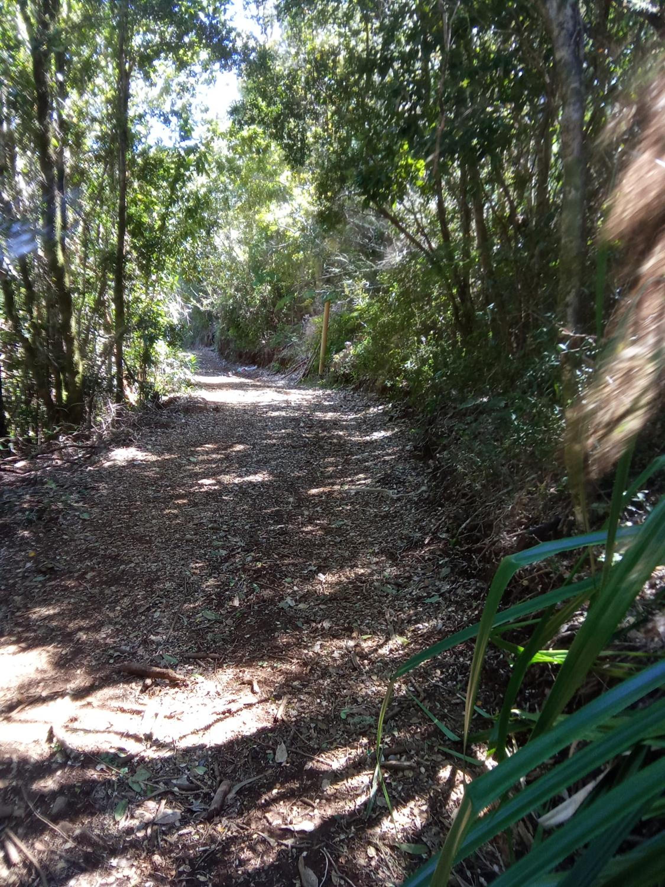 Refugio en Selva Valdiviana