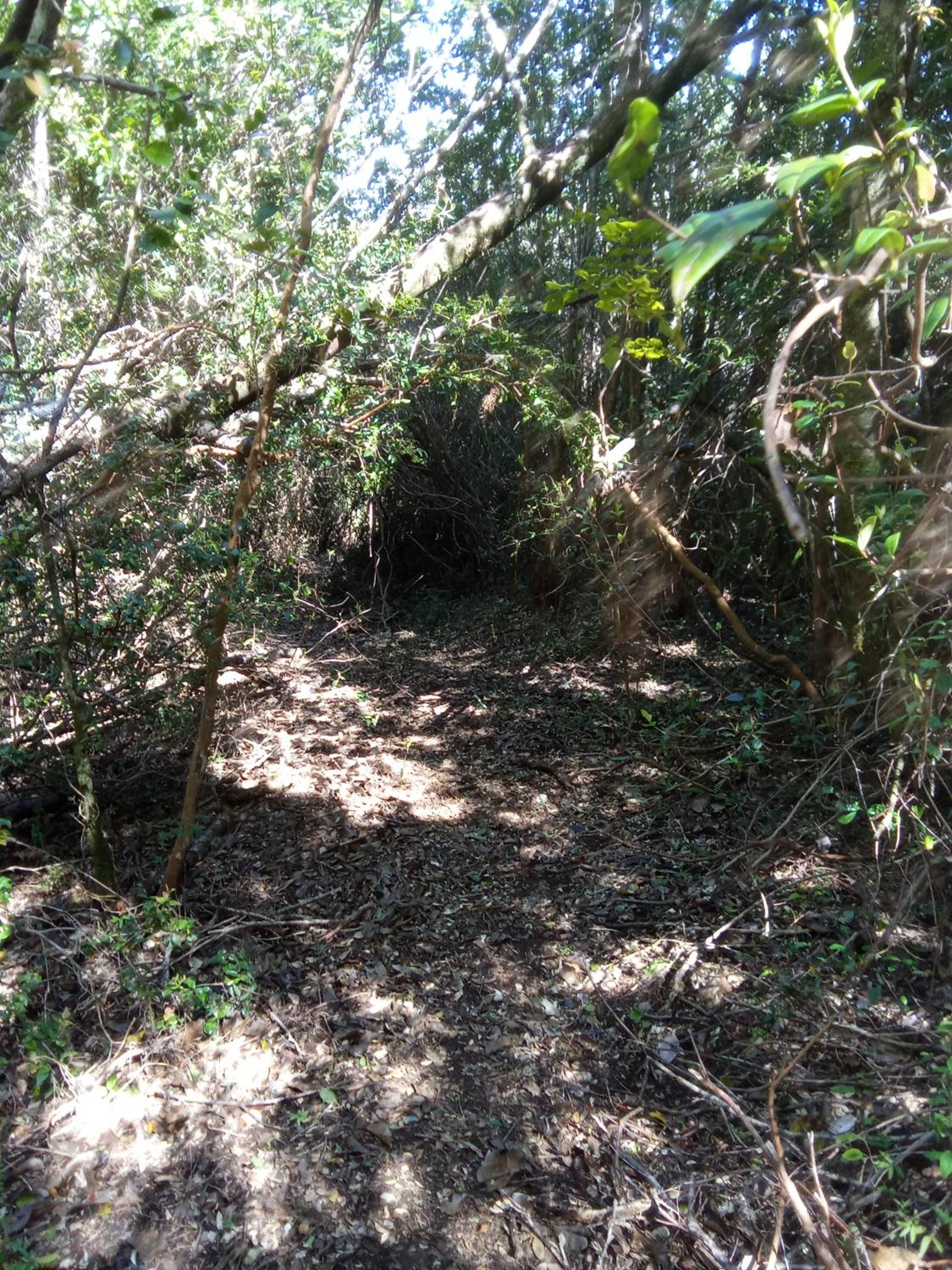 Refugio en Selva Valdiviana