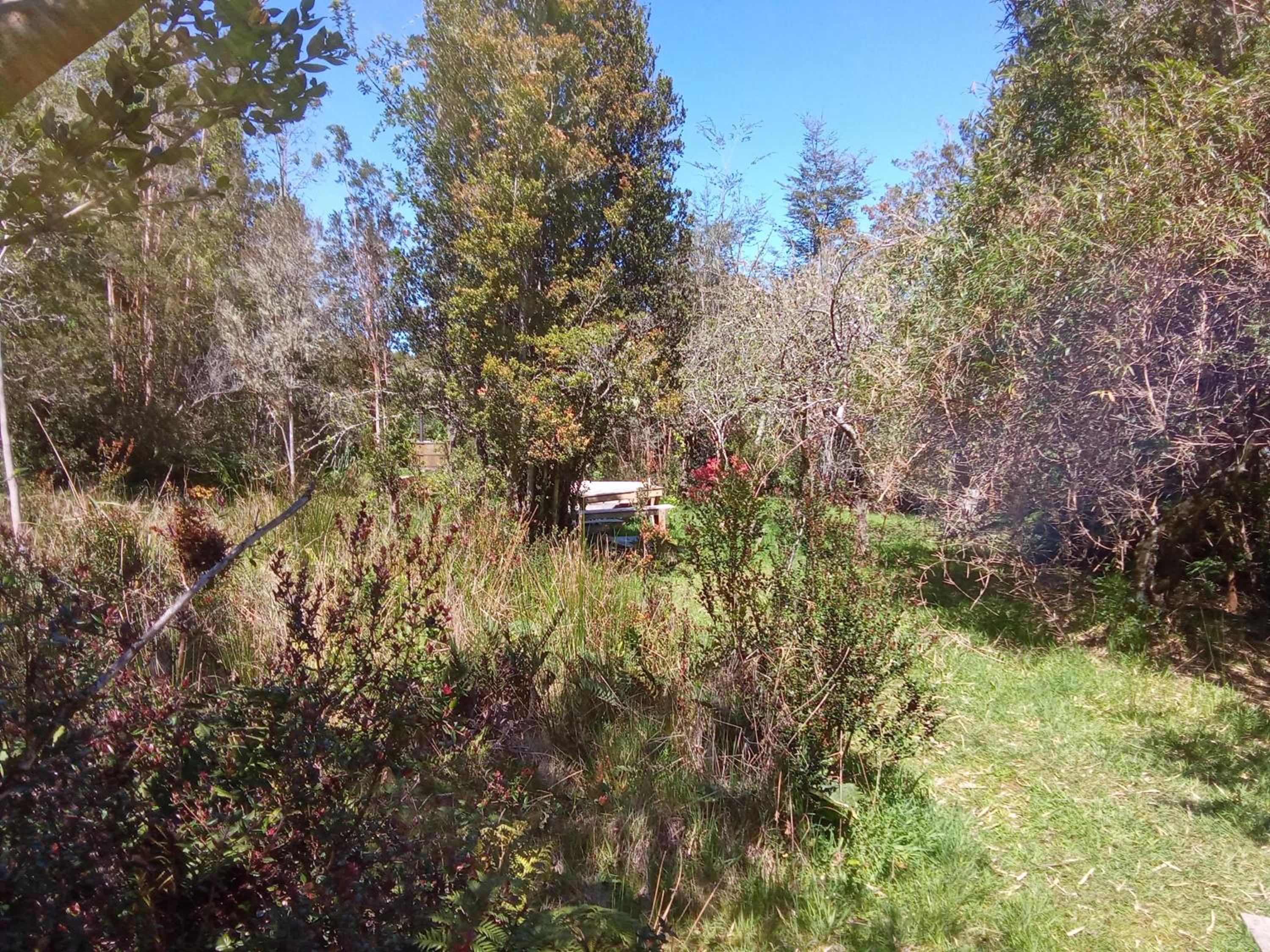 Refugio en Selva Valdiviana