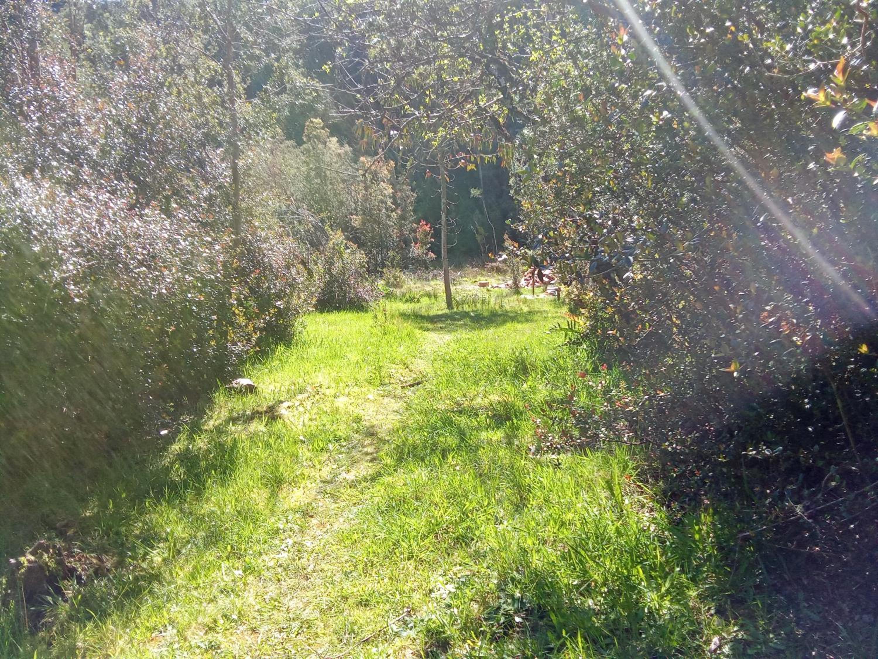 Refugio en Selva Valdiviana