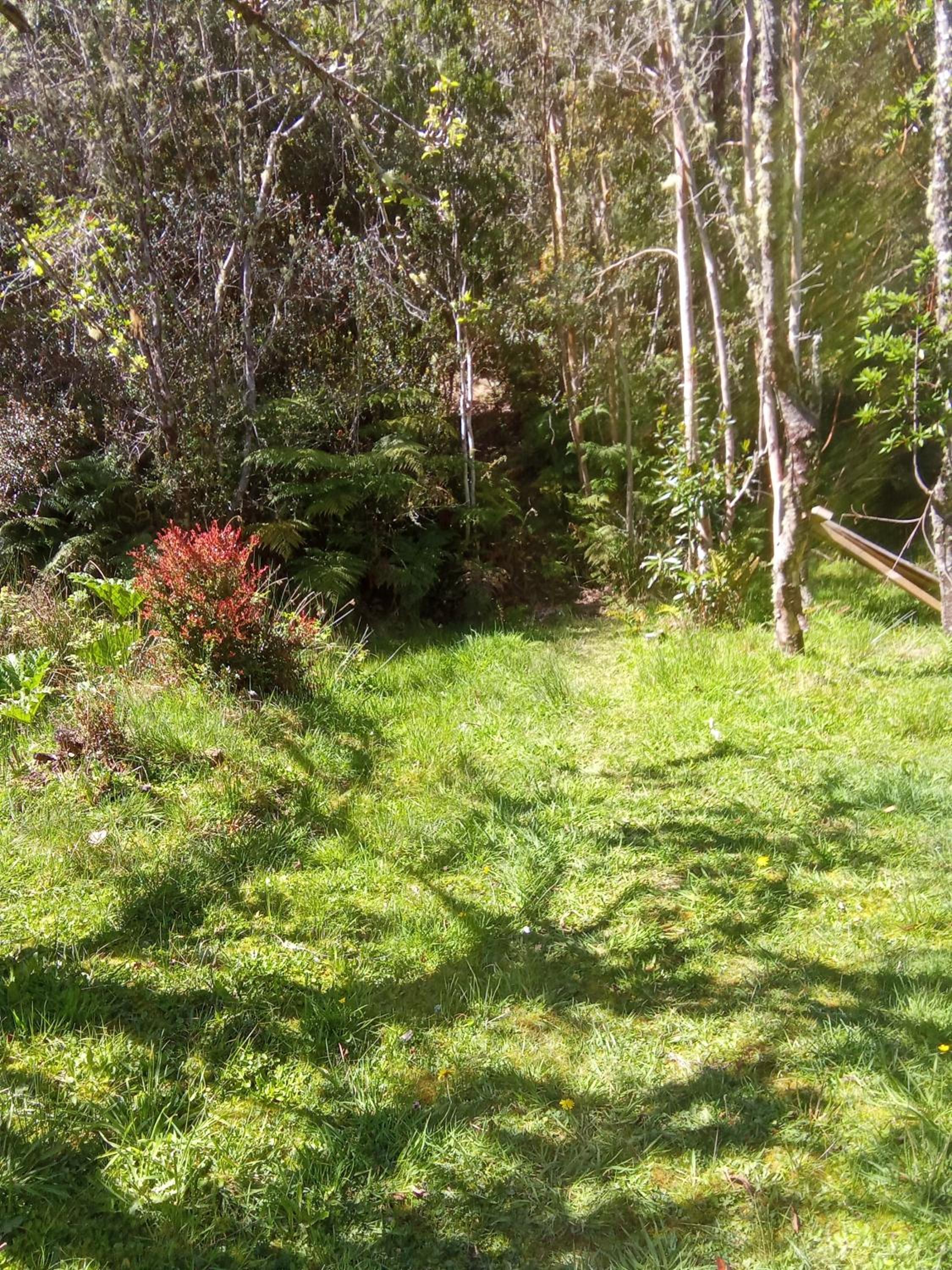 Refugio en Selva Valdiviana