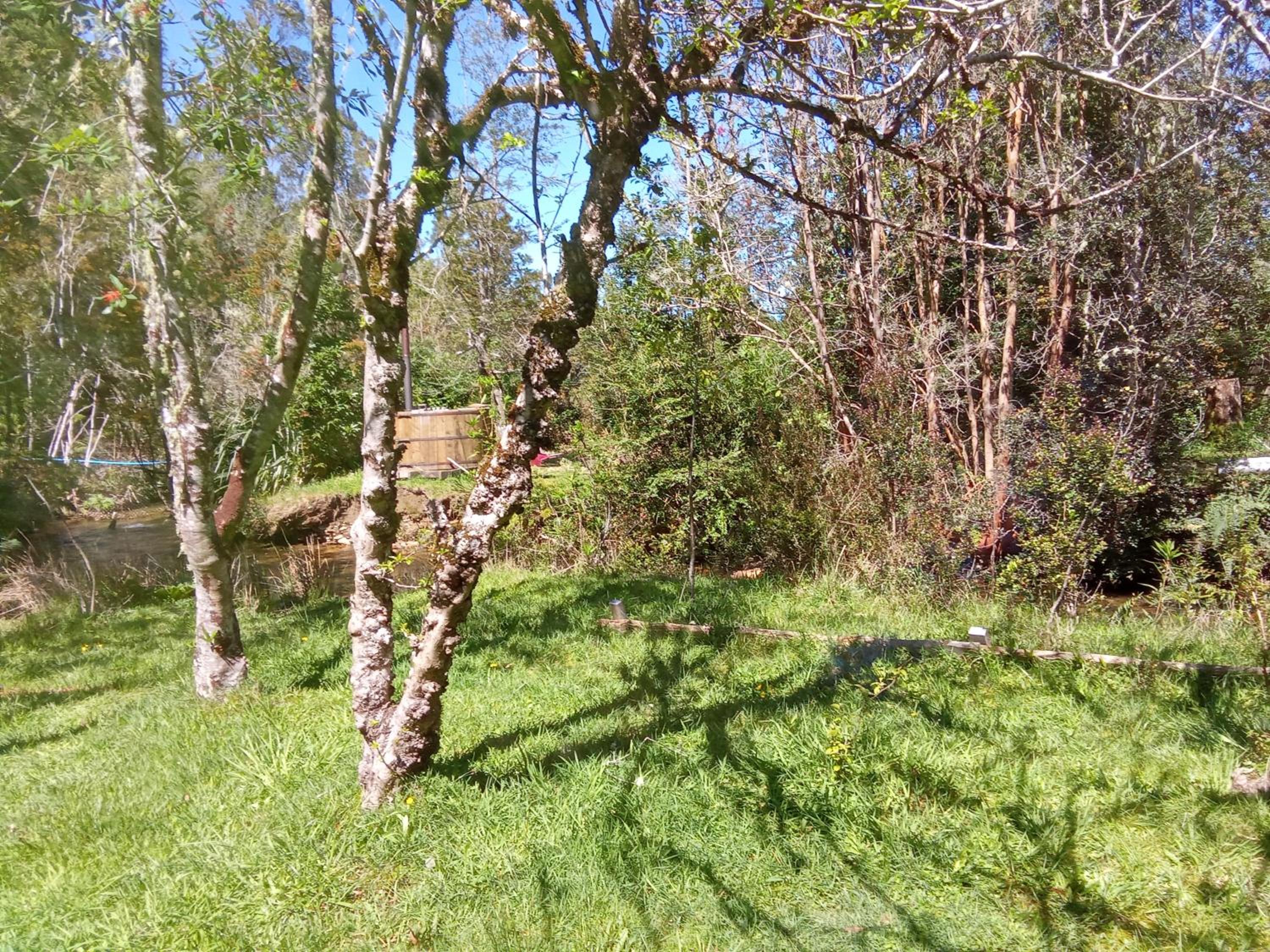Refugio en Selva Valdiviana