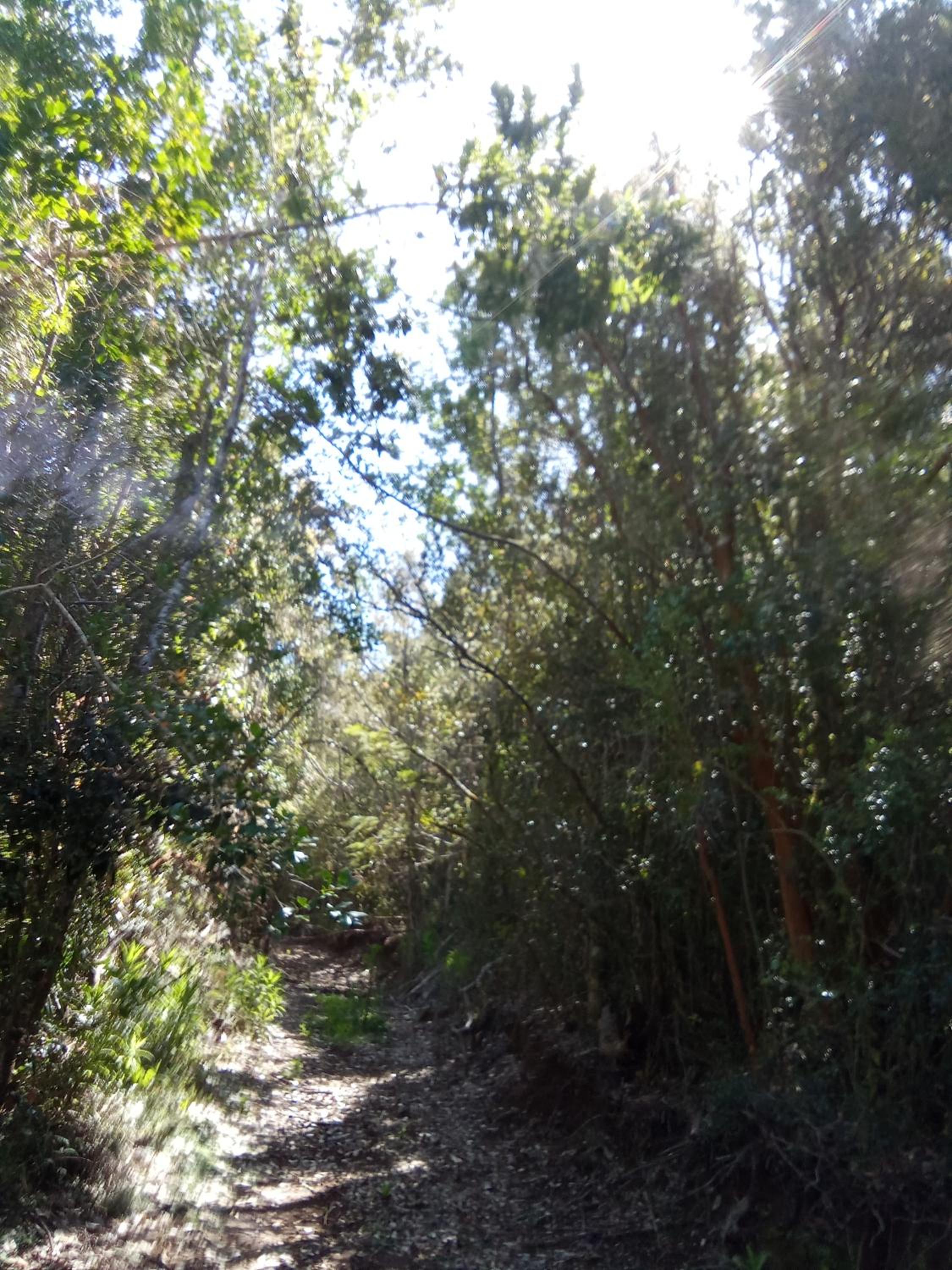 Refugio en Selva Valdiviana