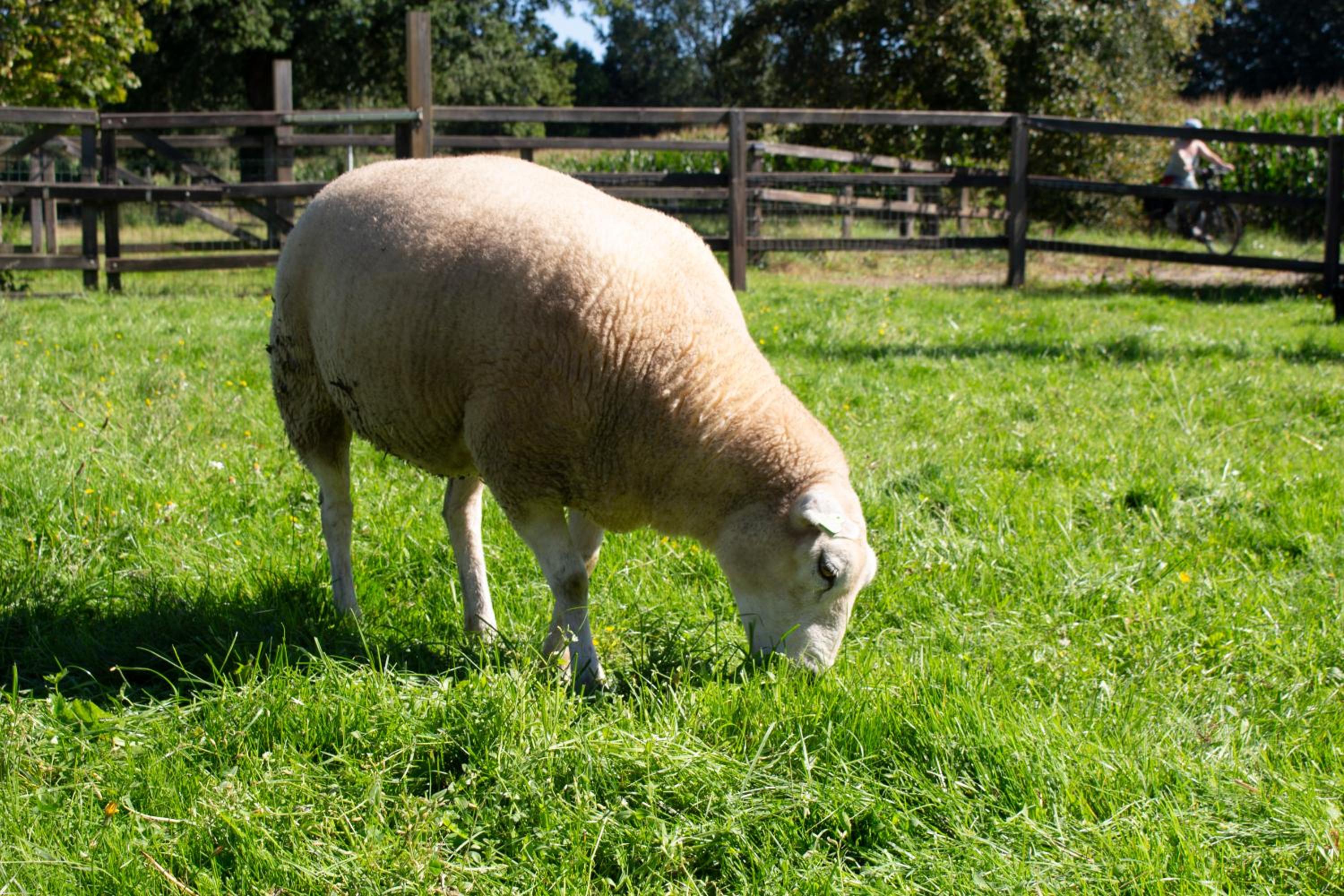 Geldersche tuin 6 persoons