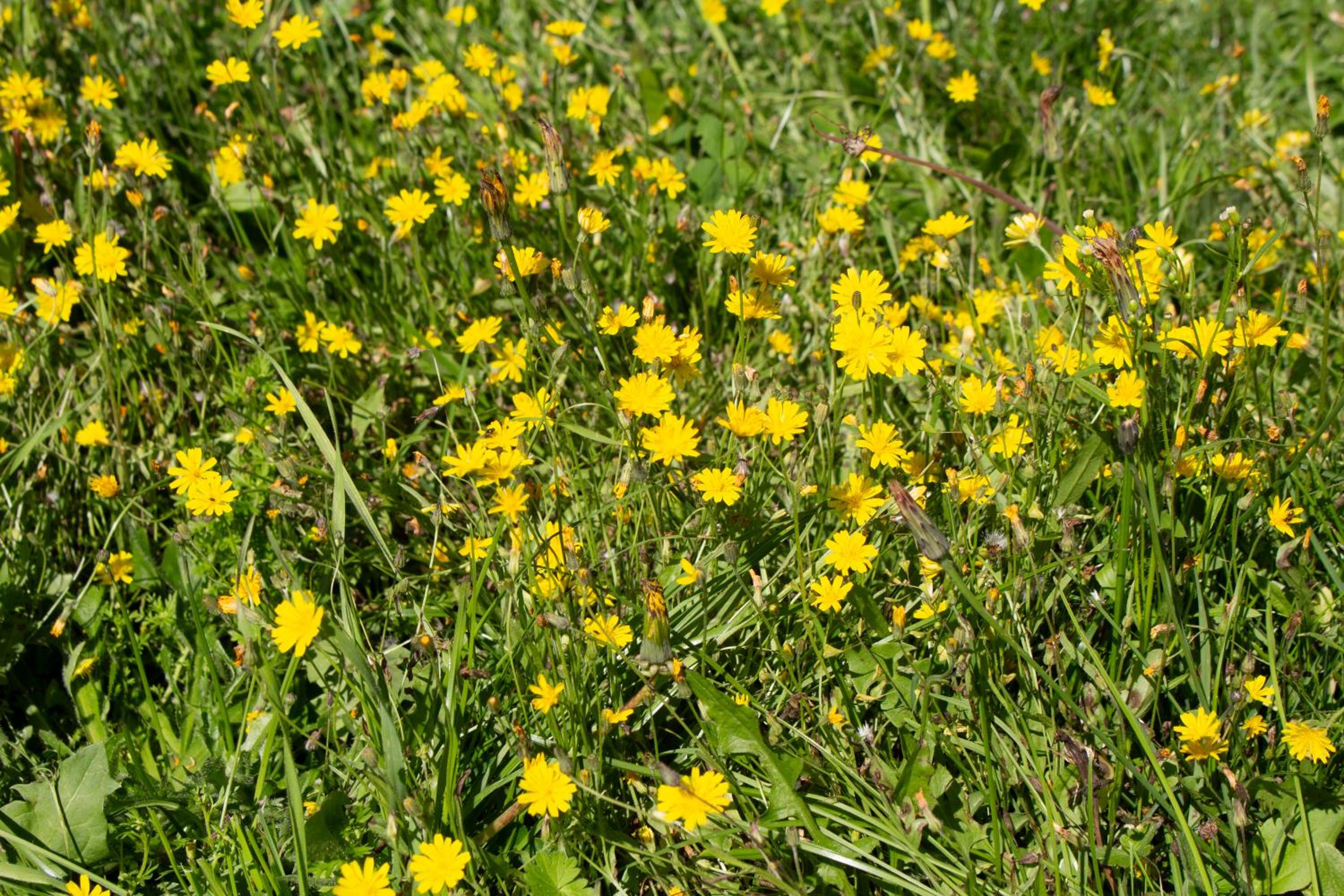 Geldersche tuin 6 persoons