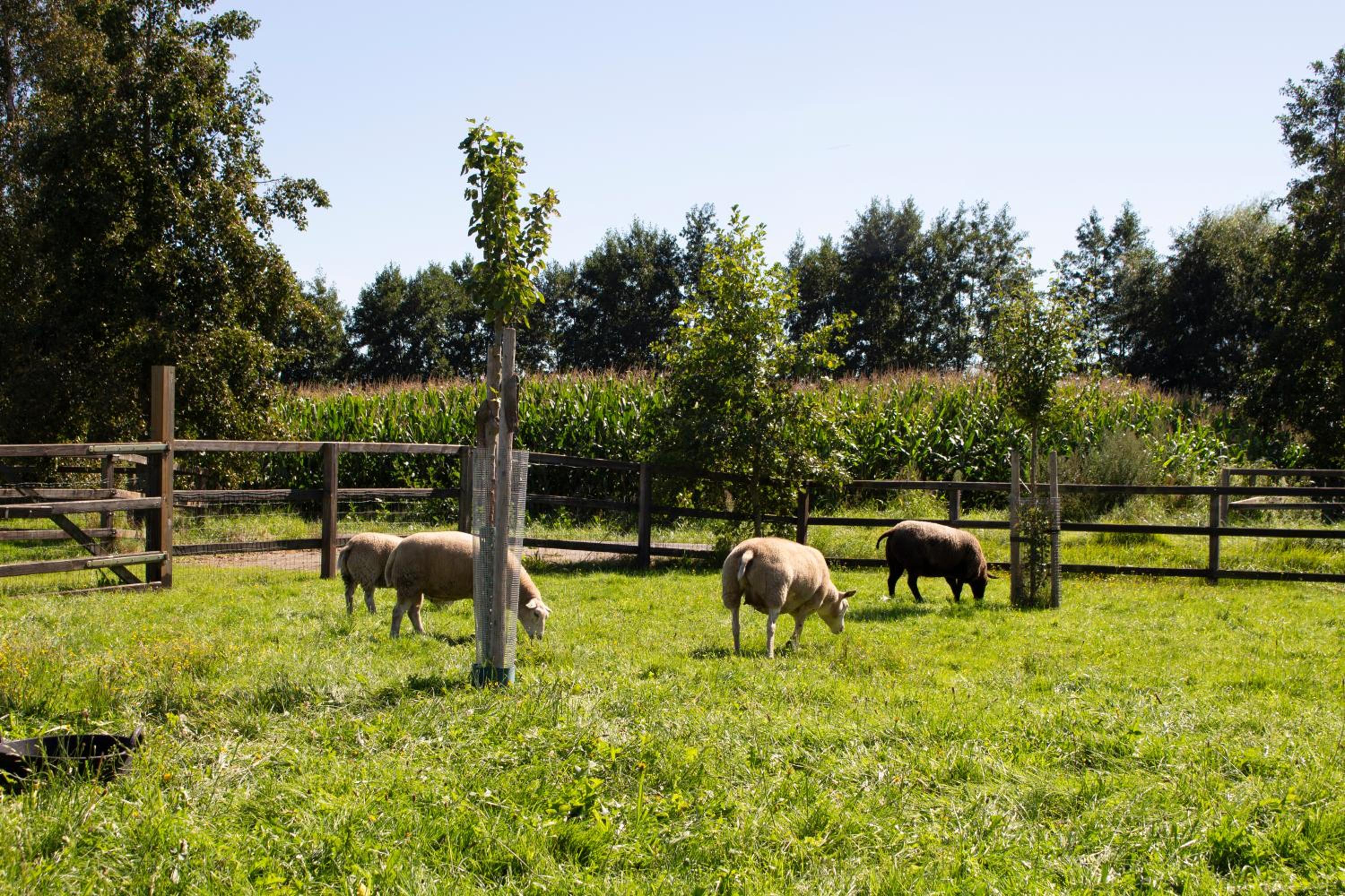 Geldersche tuin 6 persoons