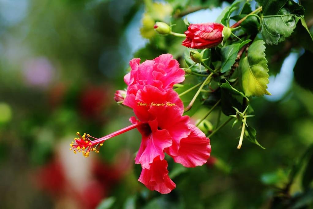 Photo 40