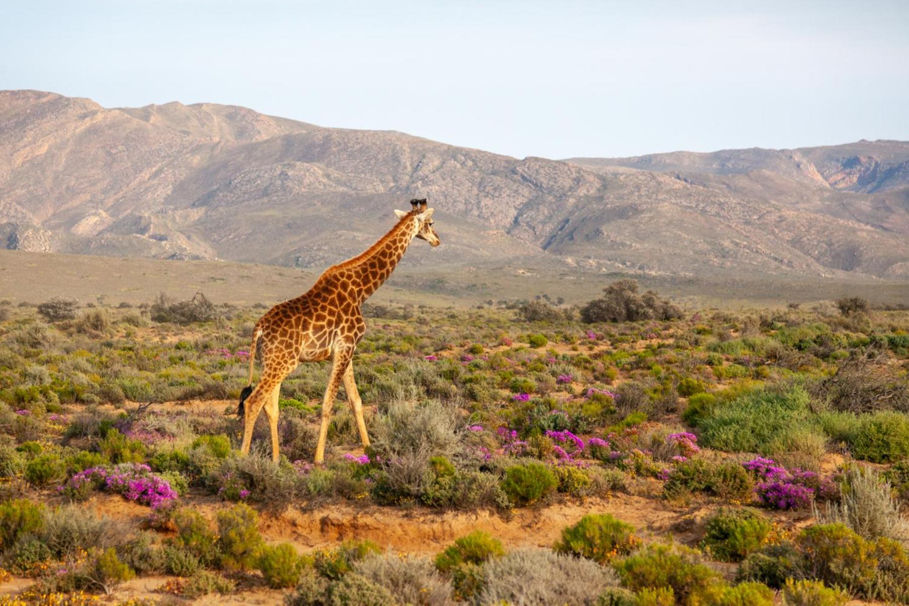 Inverdoorn Game Reserve Lodge view 2